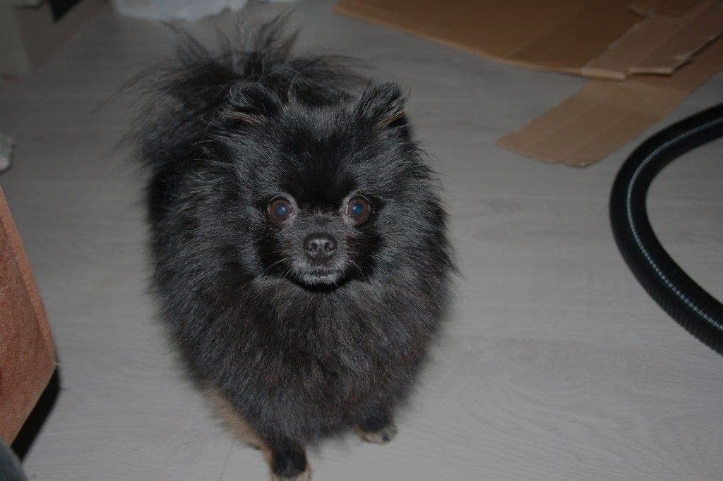 Avlastnings hjem for coco Chanel