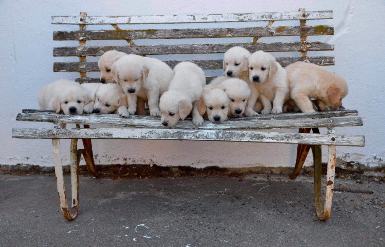 Golden retriever valper til salgs , kr 30 000,-