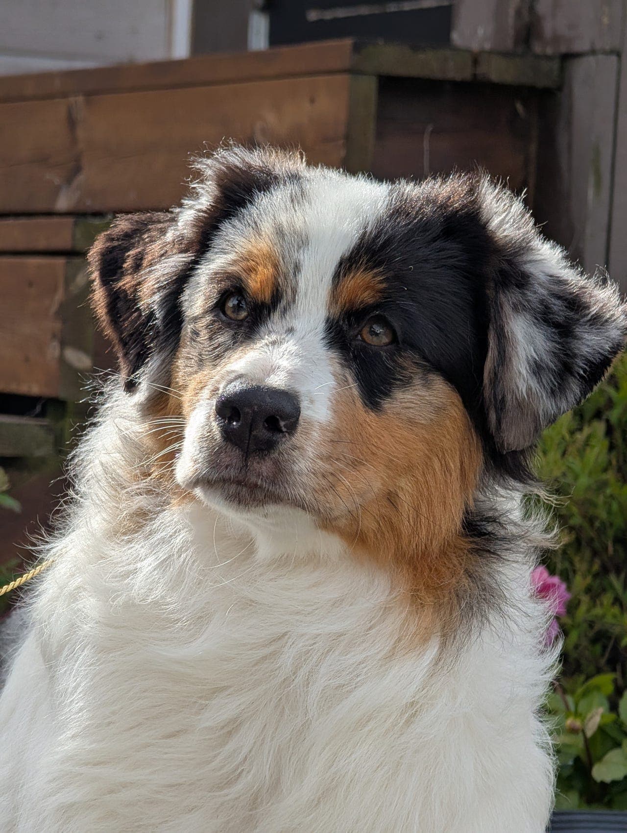 Australian Shepherd unghunder søker forverter