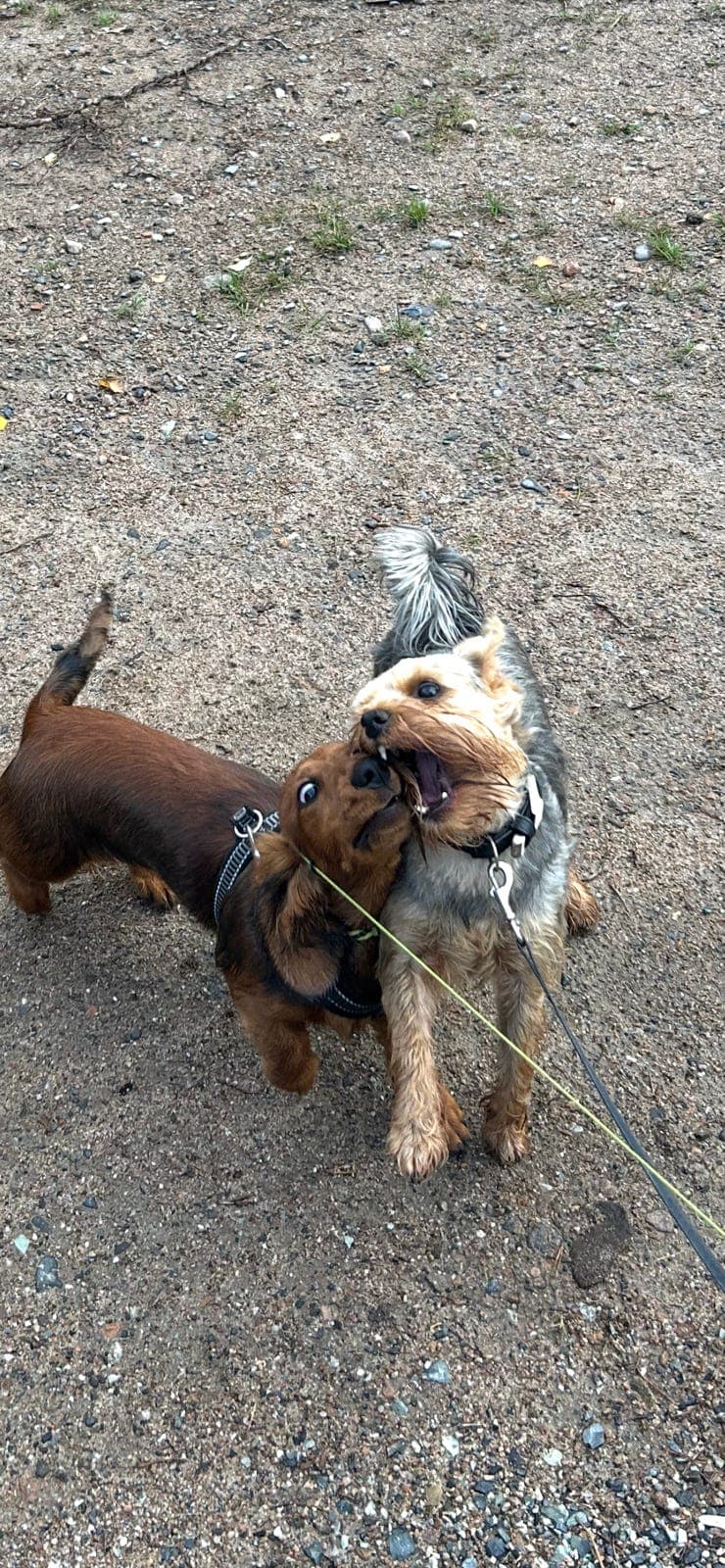 Yorkshire Terrier