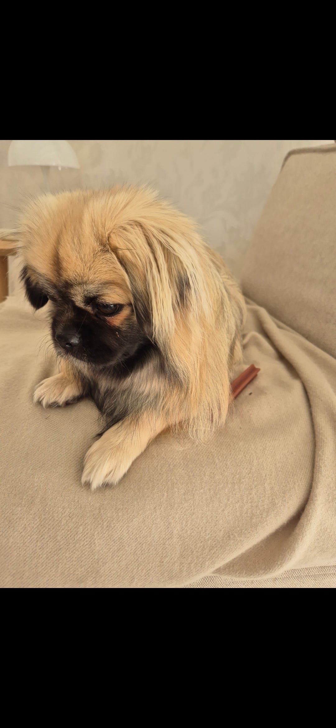 tibetansk spaniel