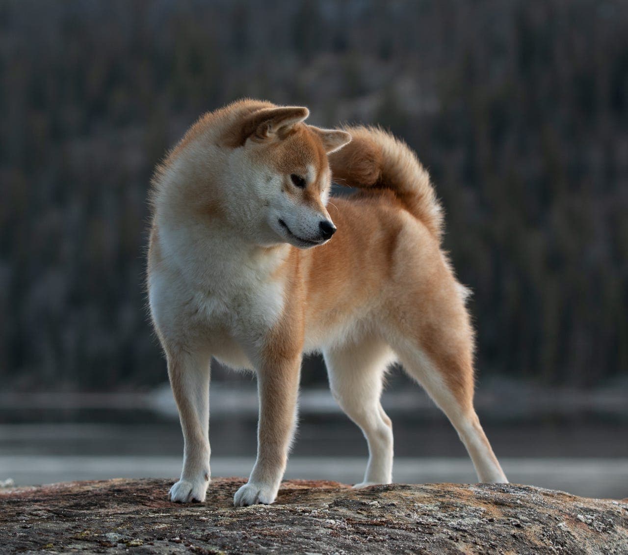 Shiba kull planlegges  2026