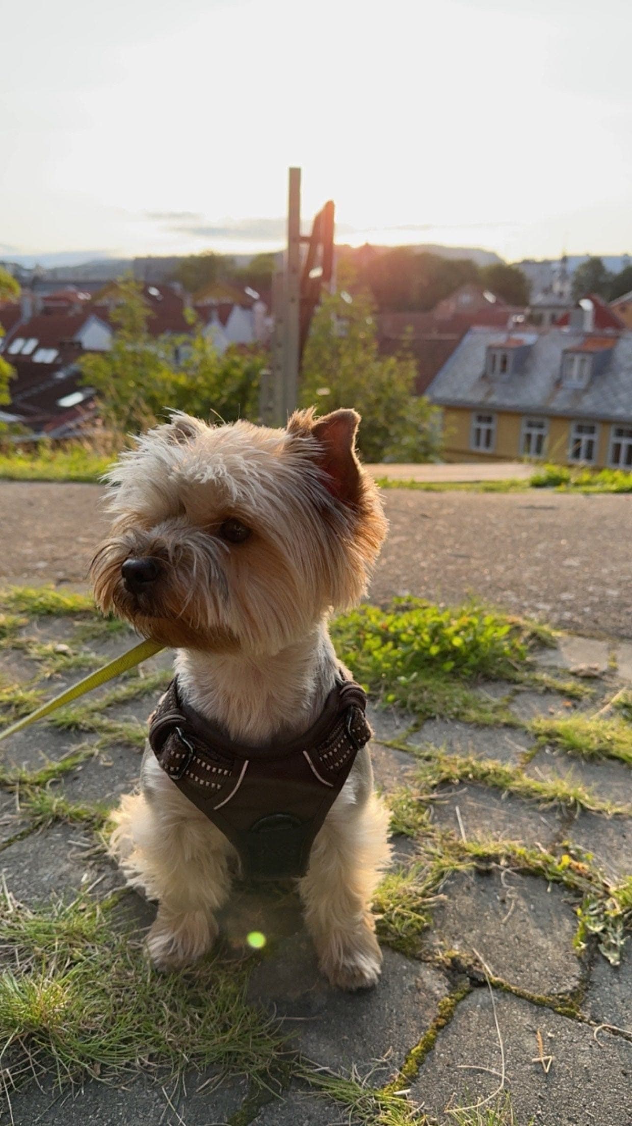 Yorkshire terrier vurderes omplassert