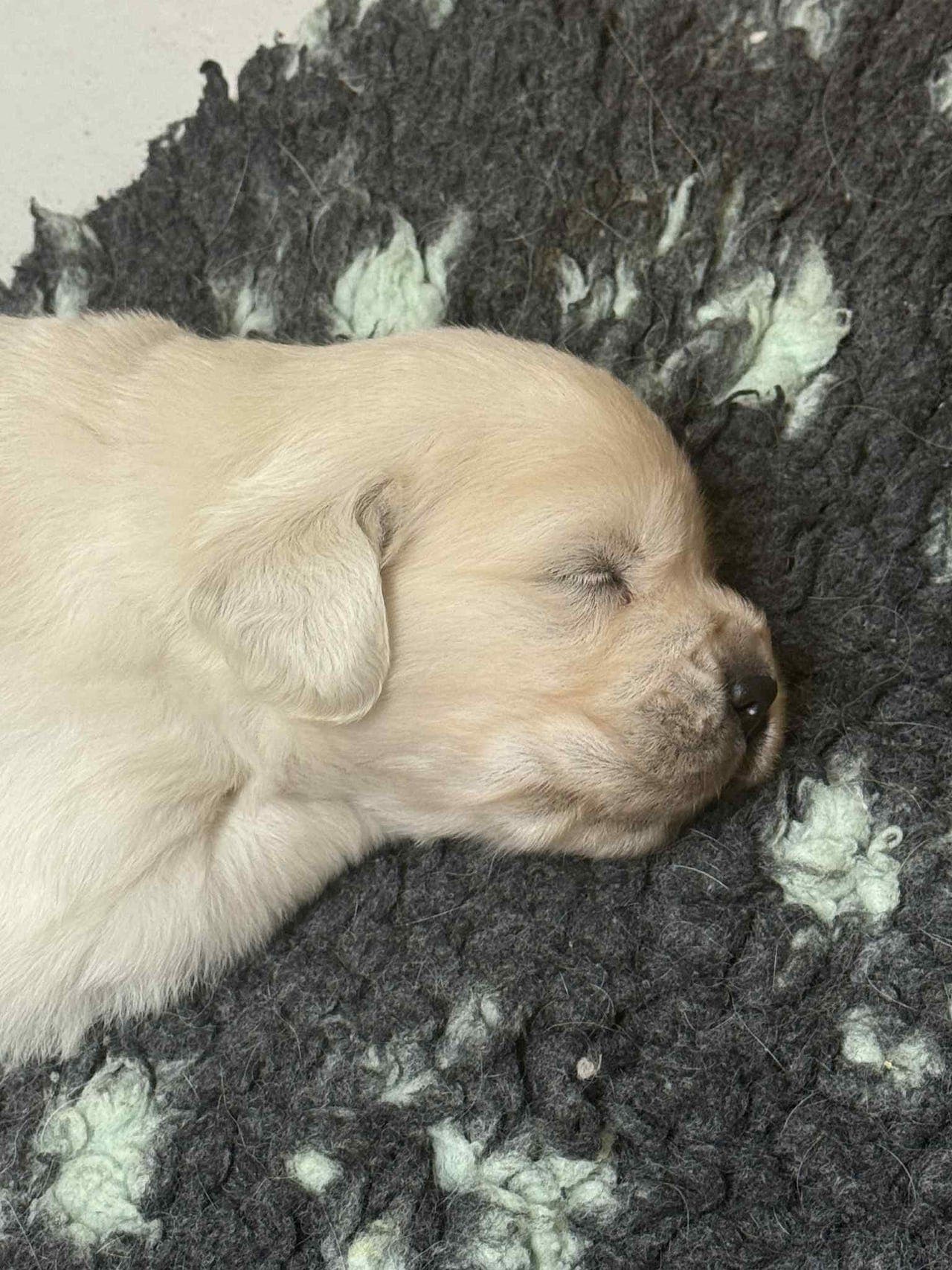 Golden Retriever valper