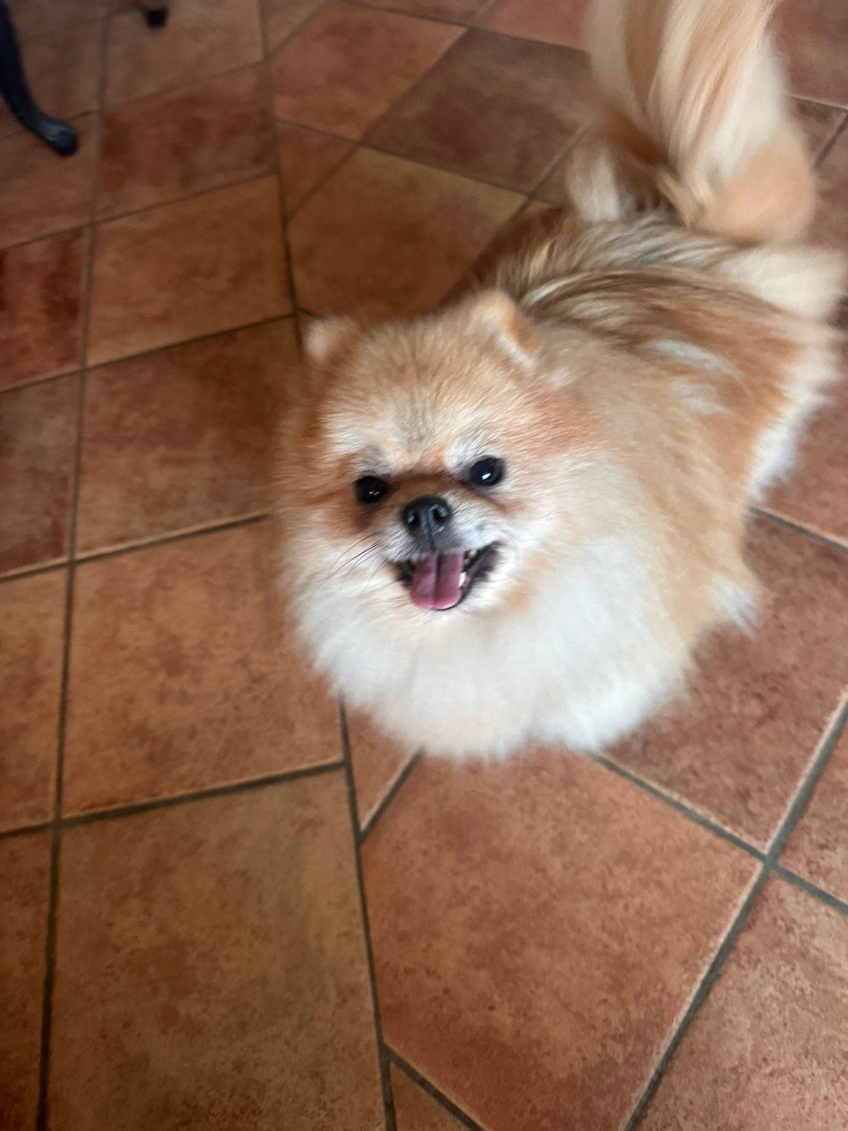 2 voksne pomeranian tisper