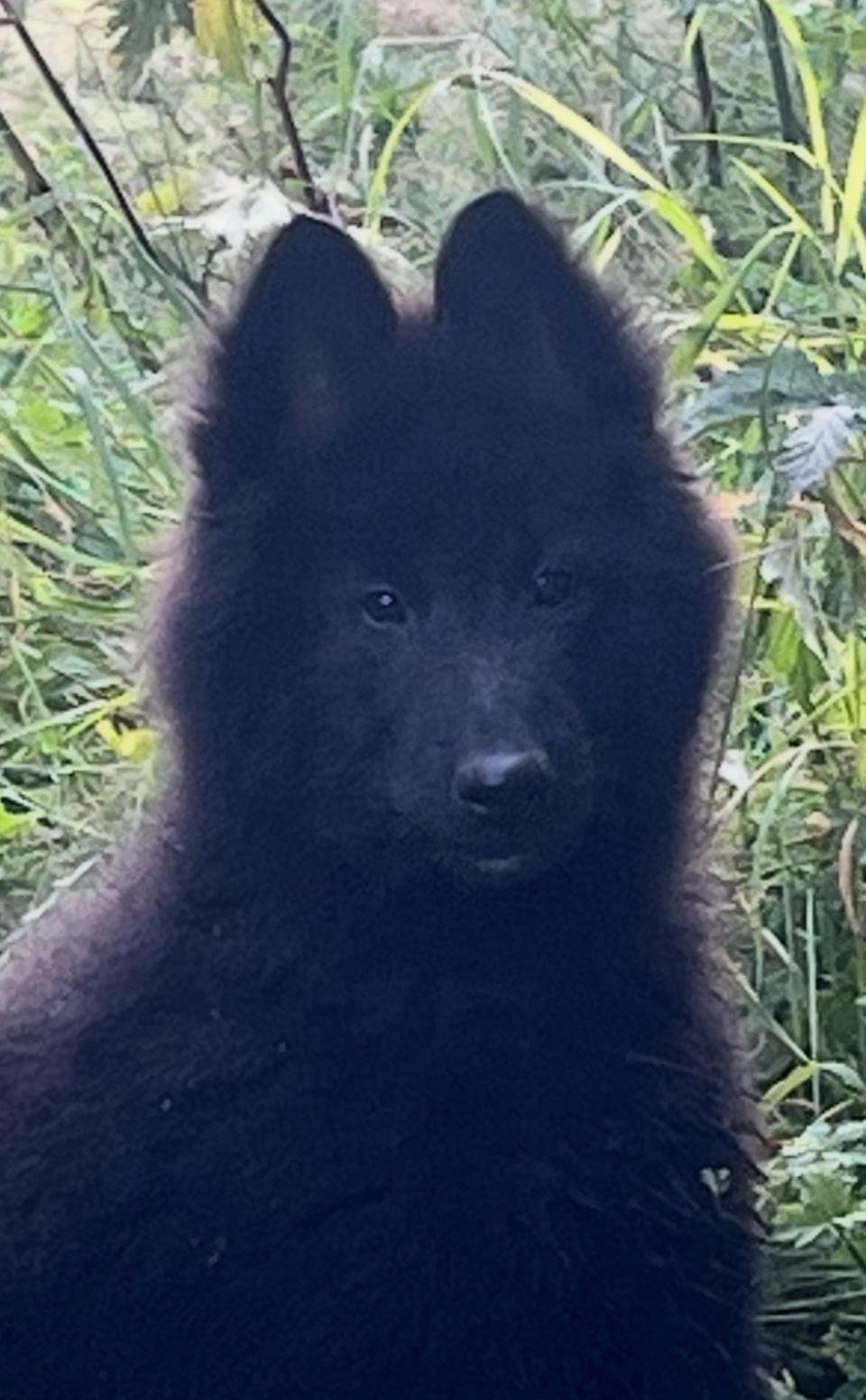 Belgisk fårehund, Groenendael 11 uker (nye bilder)