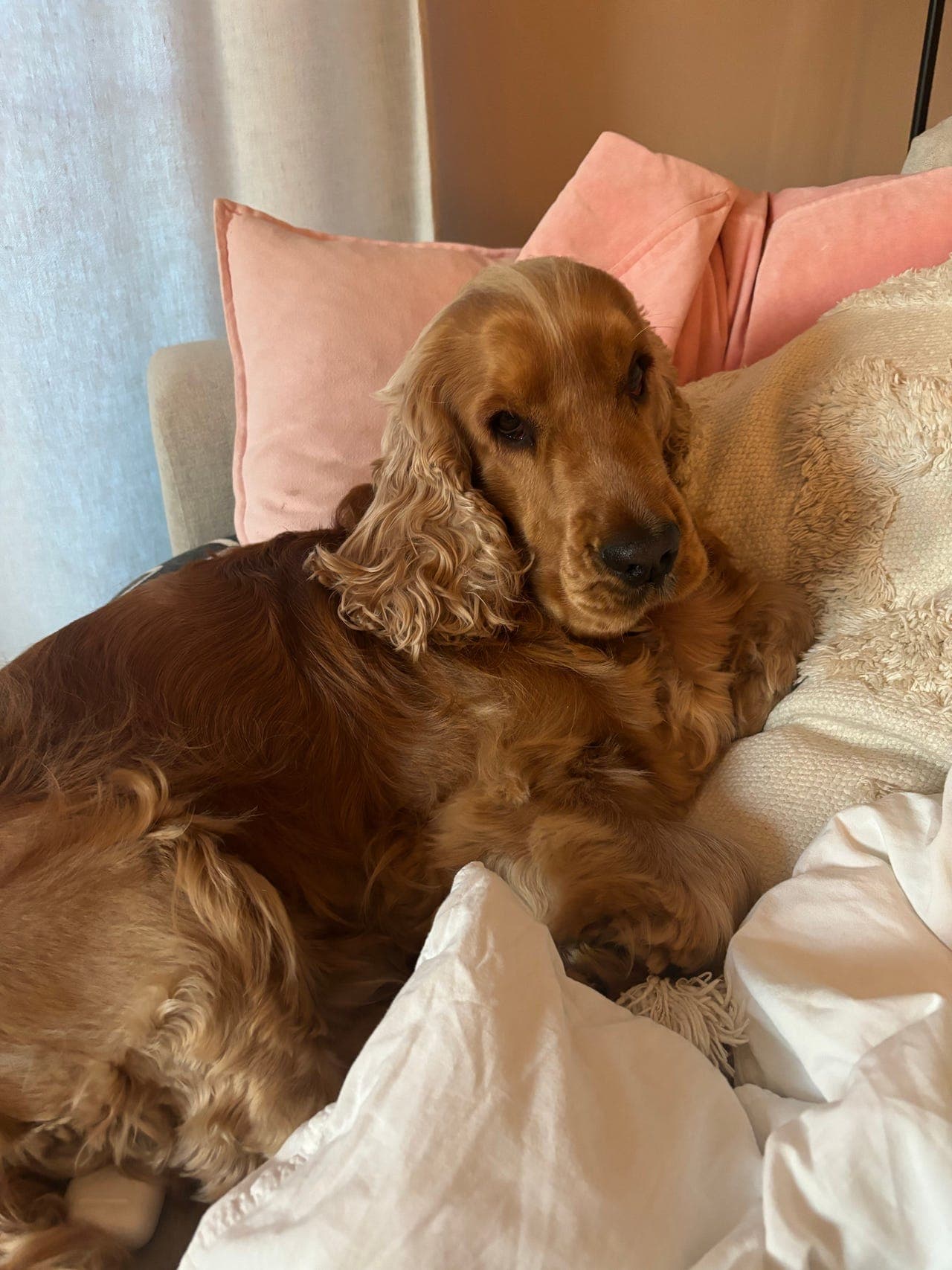 Deltidshjem for cocker spaniel | Vestfold
