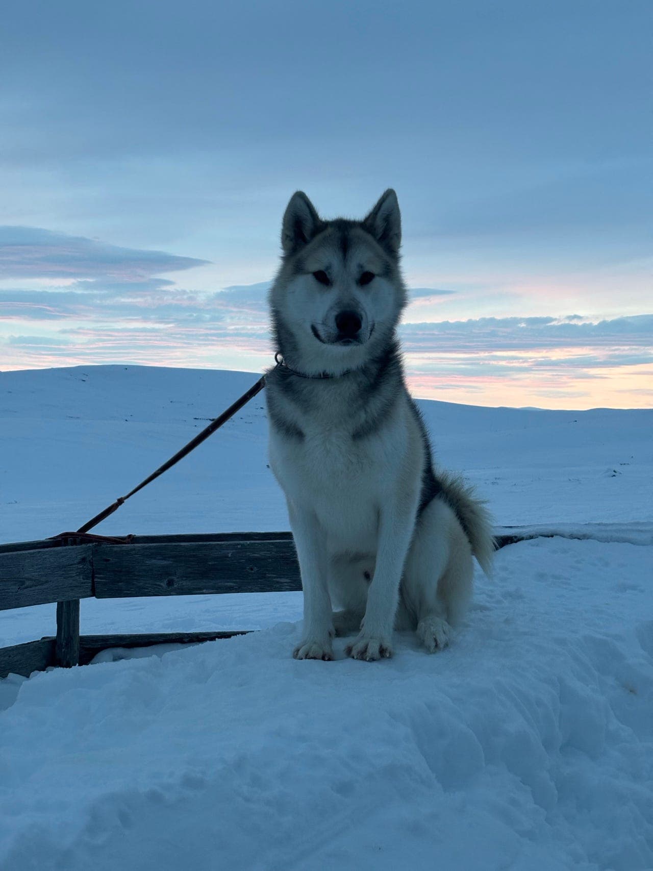 Nuka - grønlandshund