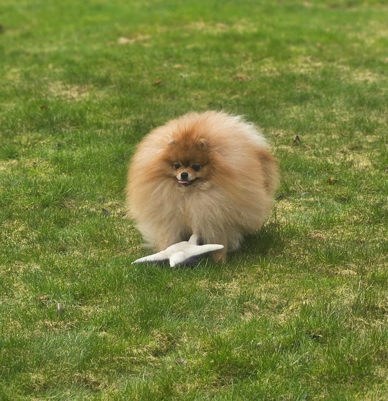 “Pomeranian hann1 år – NKK registrert – Patella 0/0”