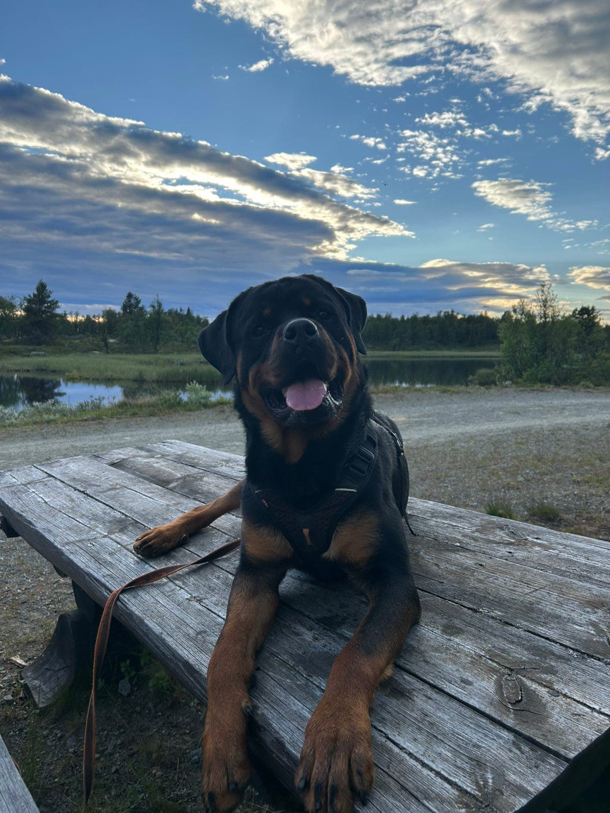 Rottweiler avlastning eller salg