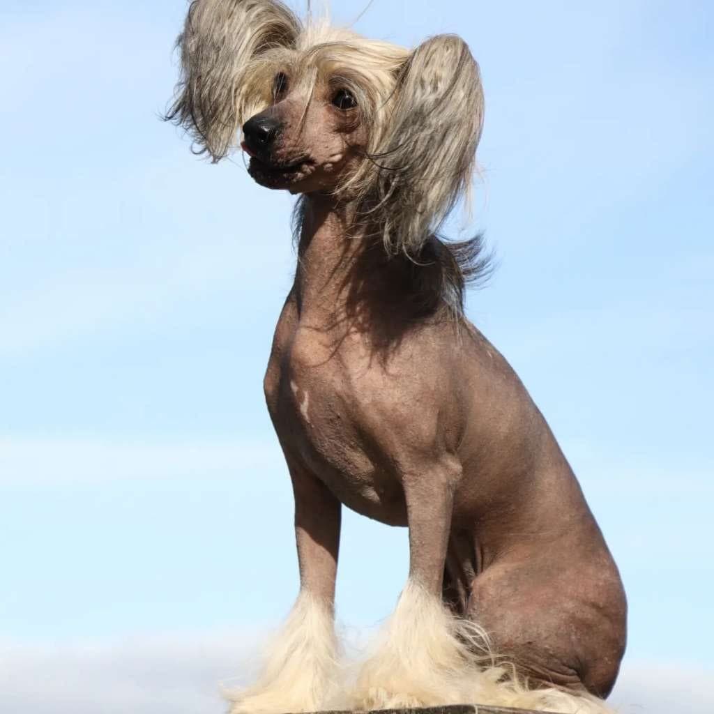 ledige nakenhanner etter spennende kombinasjon av Chinese crested