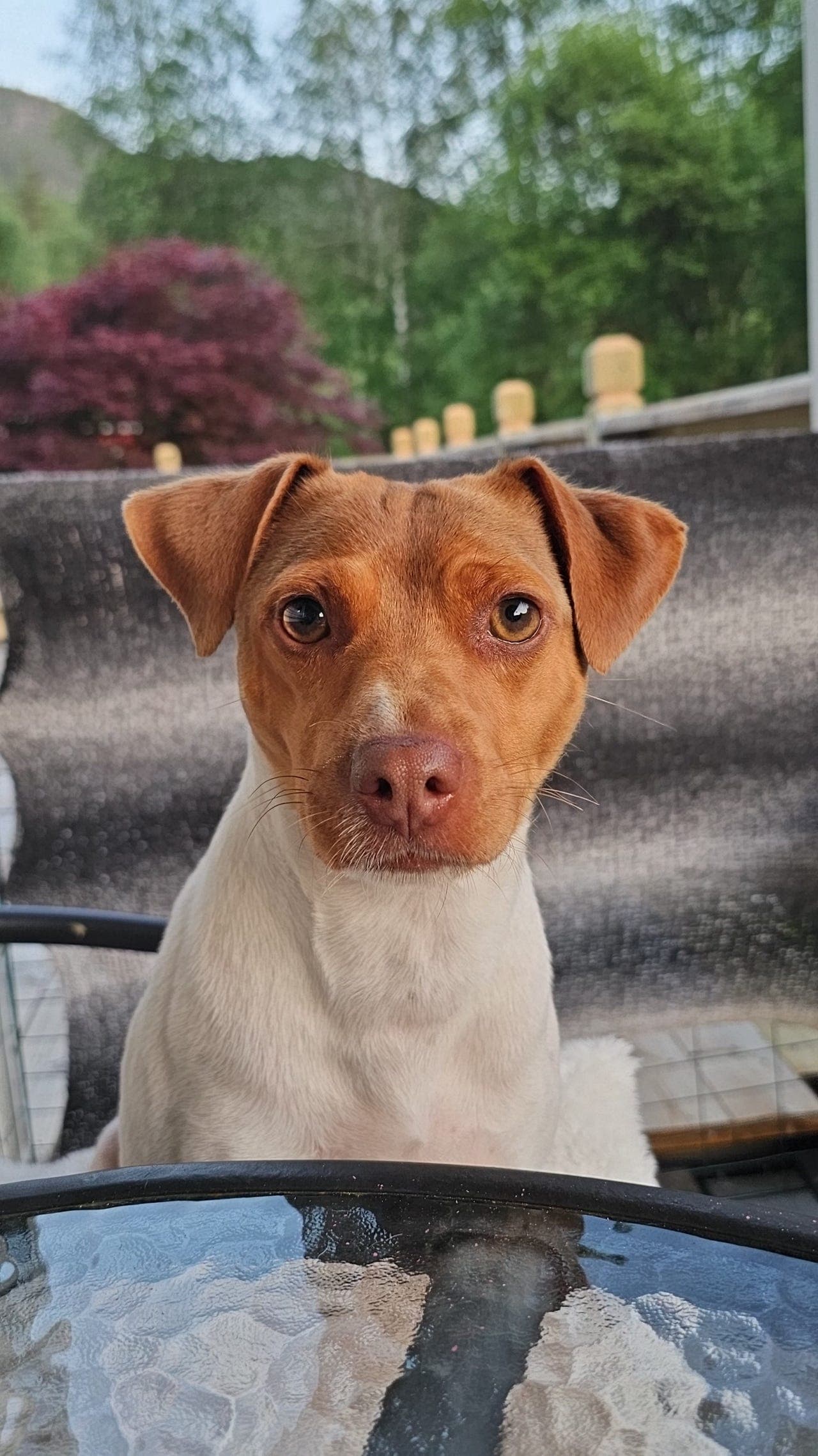 Terrier brasileiro hanne 3 år