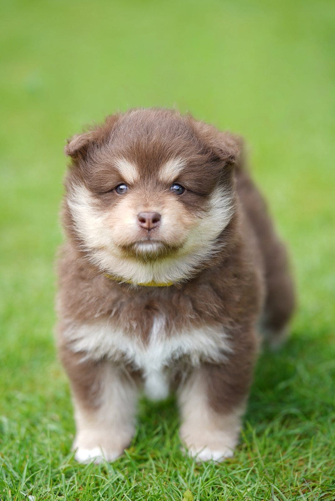 Deleie finsk lapphund hannhunder
