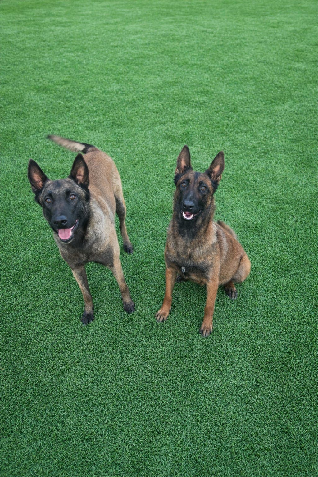 Malinois Valper