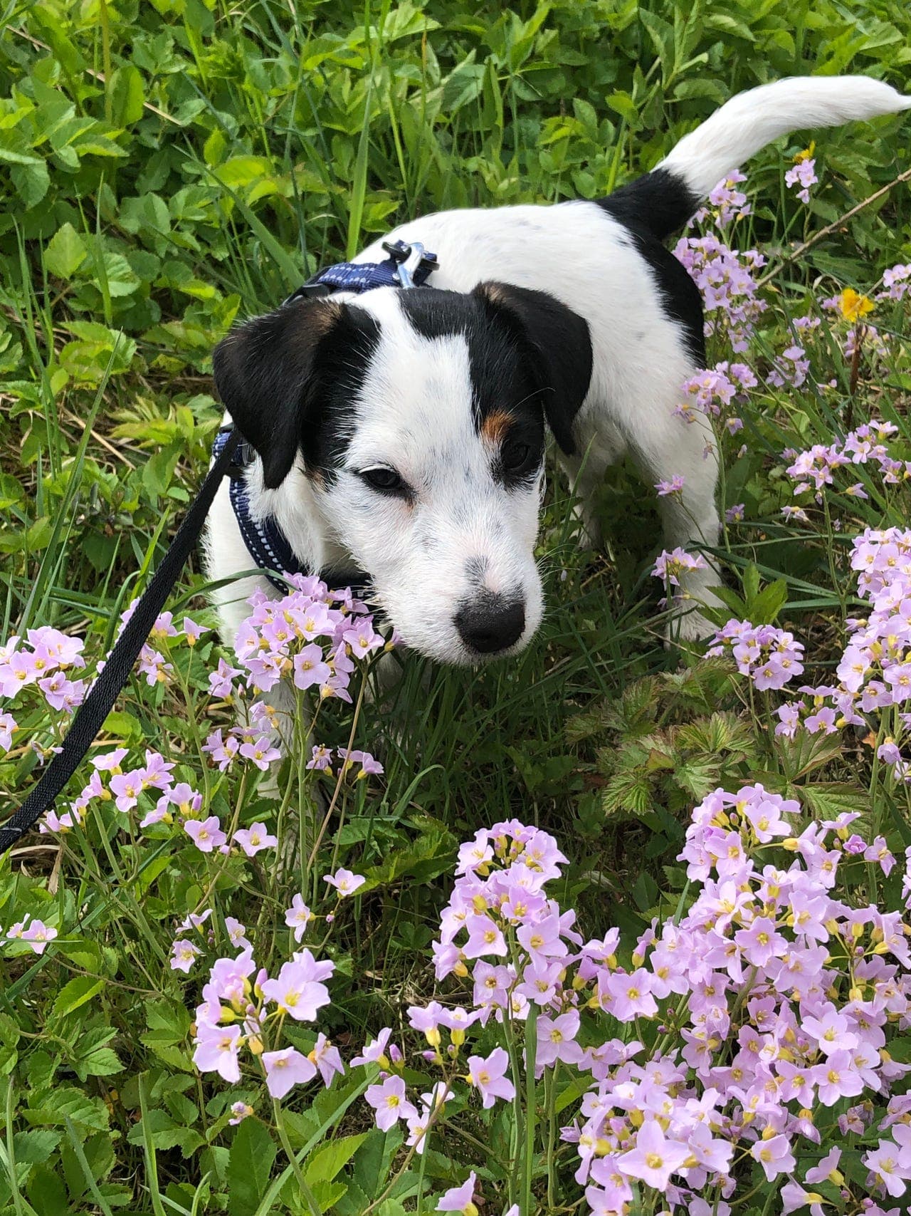 Jack Russell terrier 7 mnd - deltidshjem