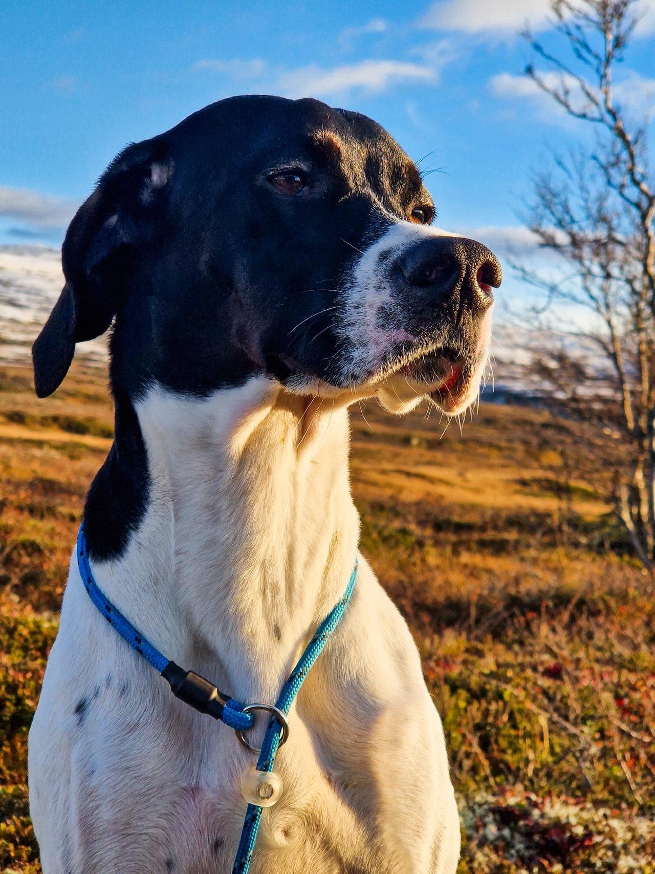 Pointer valper, 6 tisper og 2 hanner  -Skoglykka's Arnold og Sølenriket's E-Saga