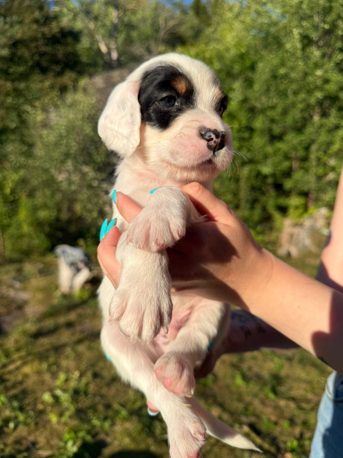 Engelsk setter valper