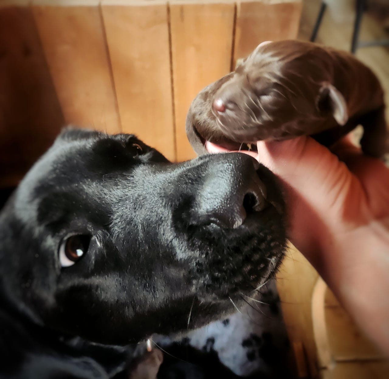 Labrador valper ventes NKK (RESERVERT)