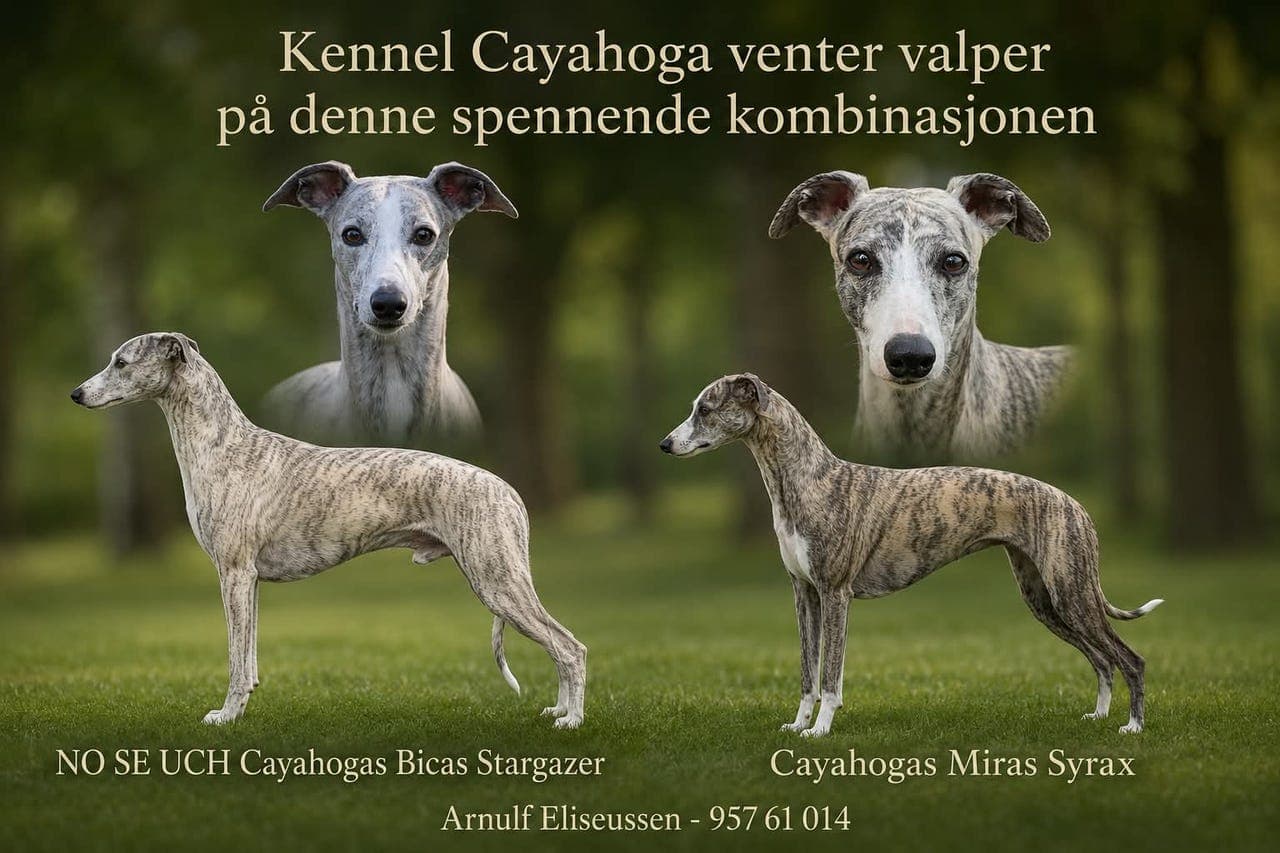 Whippetvalper