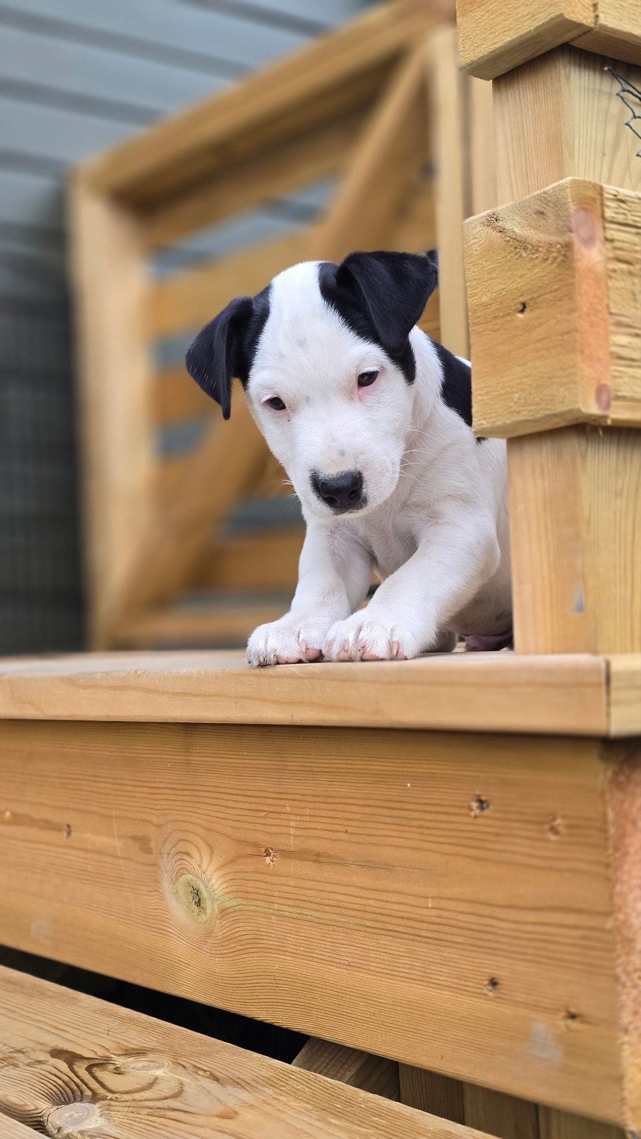 Jack Russell-hannvalp