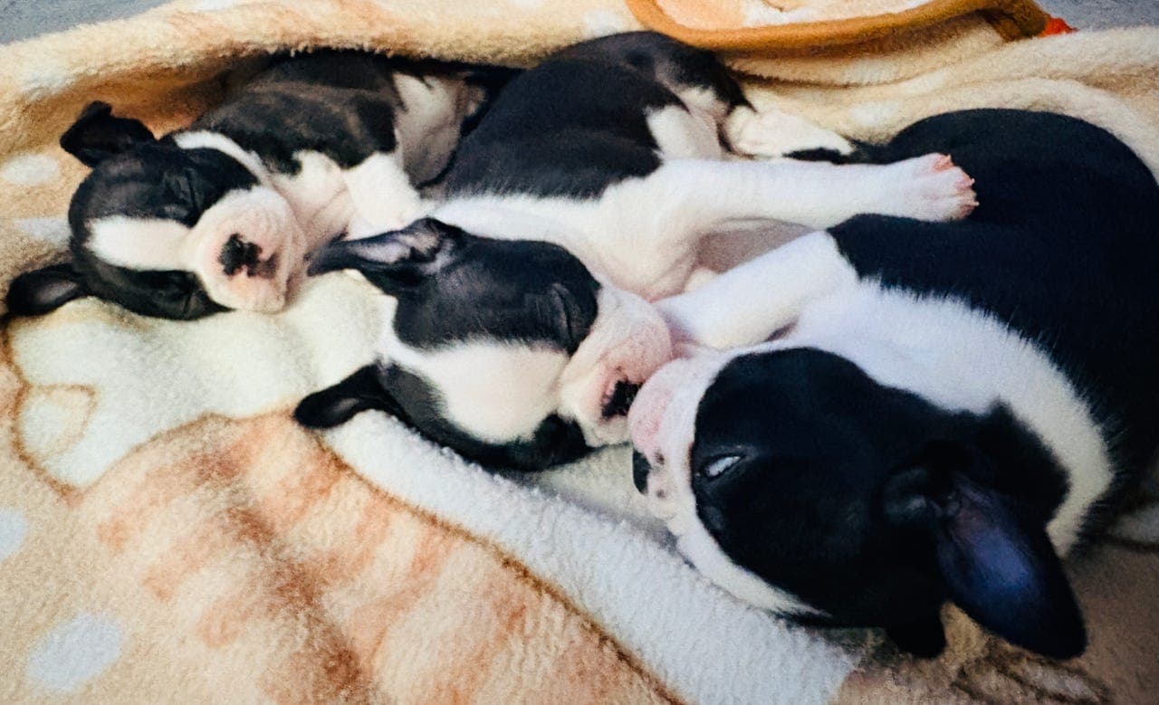 🐾 Boston Terrier-valper søker kjærlige hjem 🐾