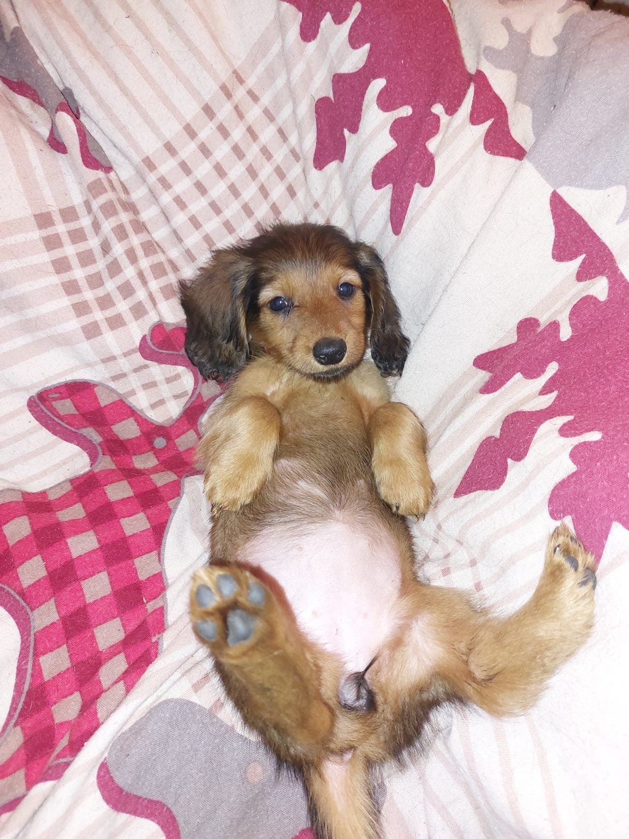Standard  Dachsvalp  HUGO