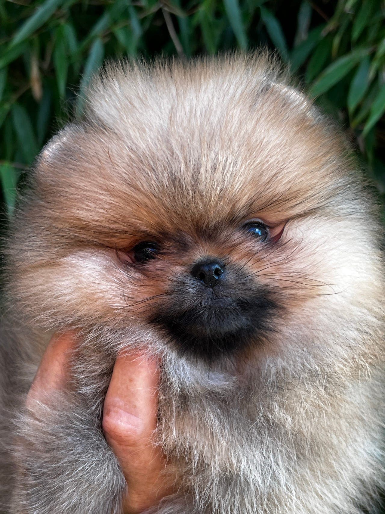 Skjønne Pomeranian gutter til salgs 💙