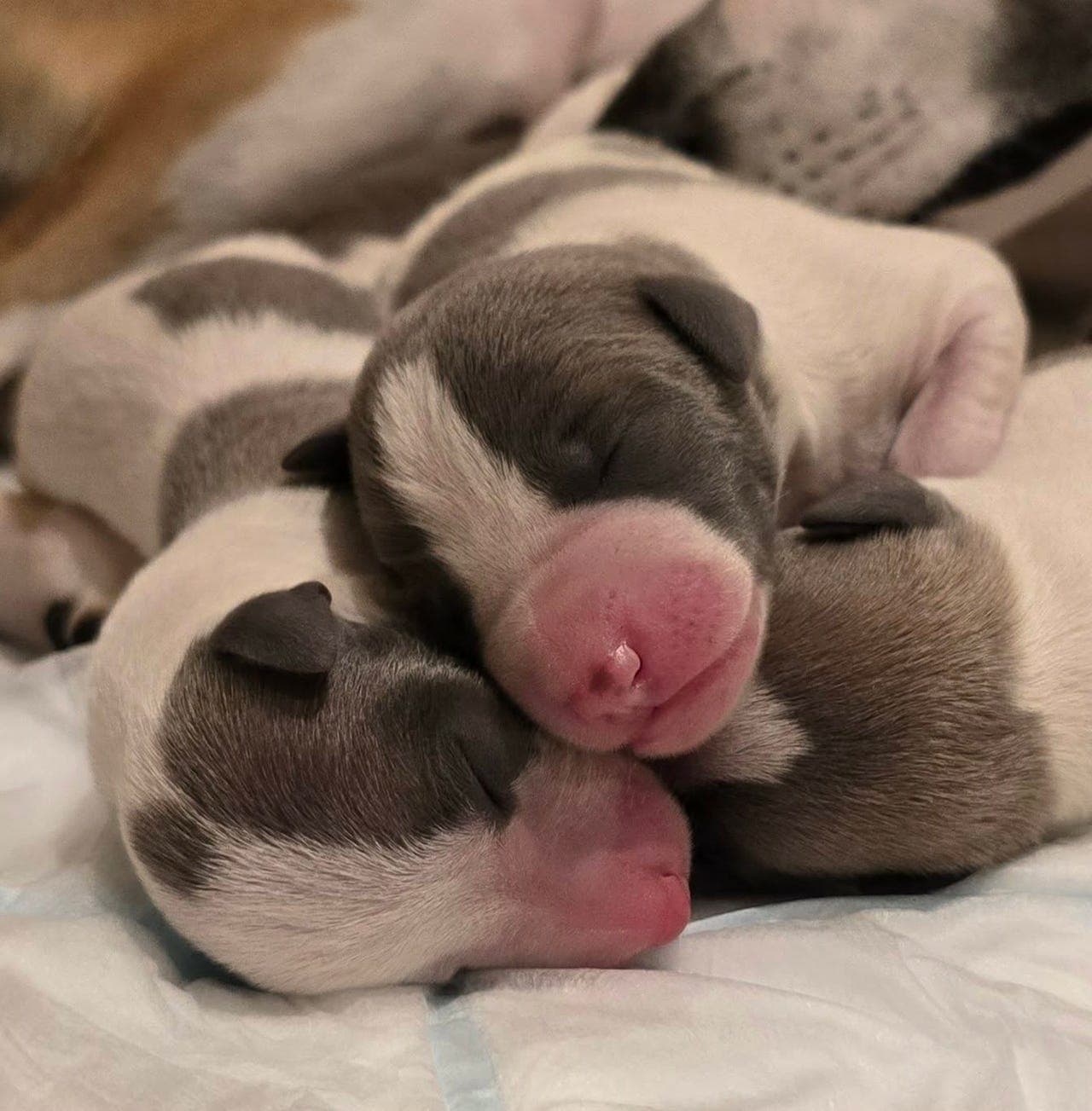 Kennel Conspicuus d'Or Whippet       fått 4 skjønnheter