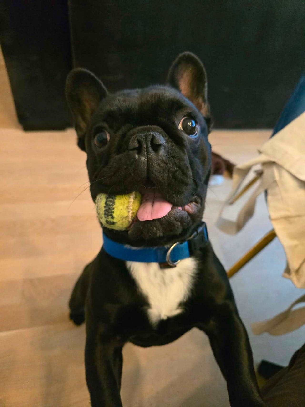 Adopter Billy: Livlig fransk bulldog søker trygt hjem (2SaveMe)