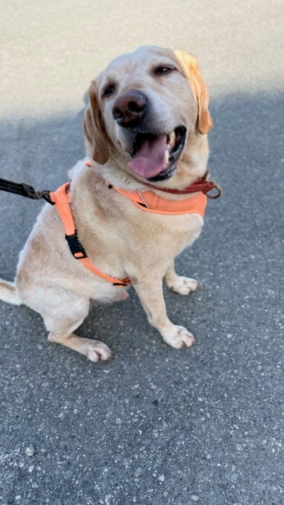 Adopter Ori: En rolig labrador søker sitt hjem (2SaveMe)