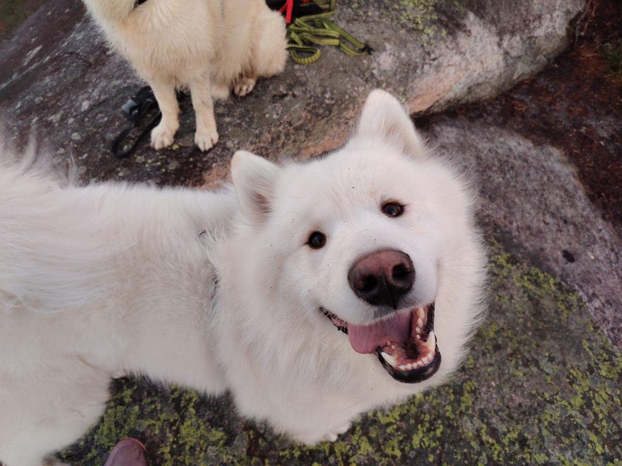 Samojed hannhund - Omplassering