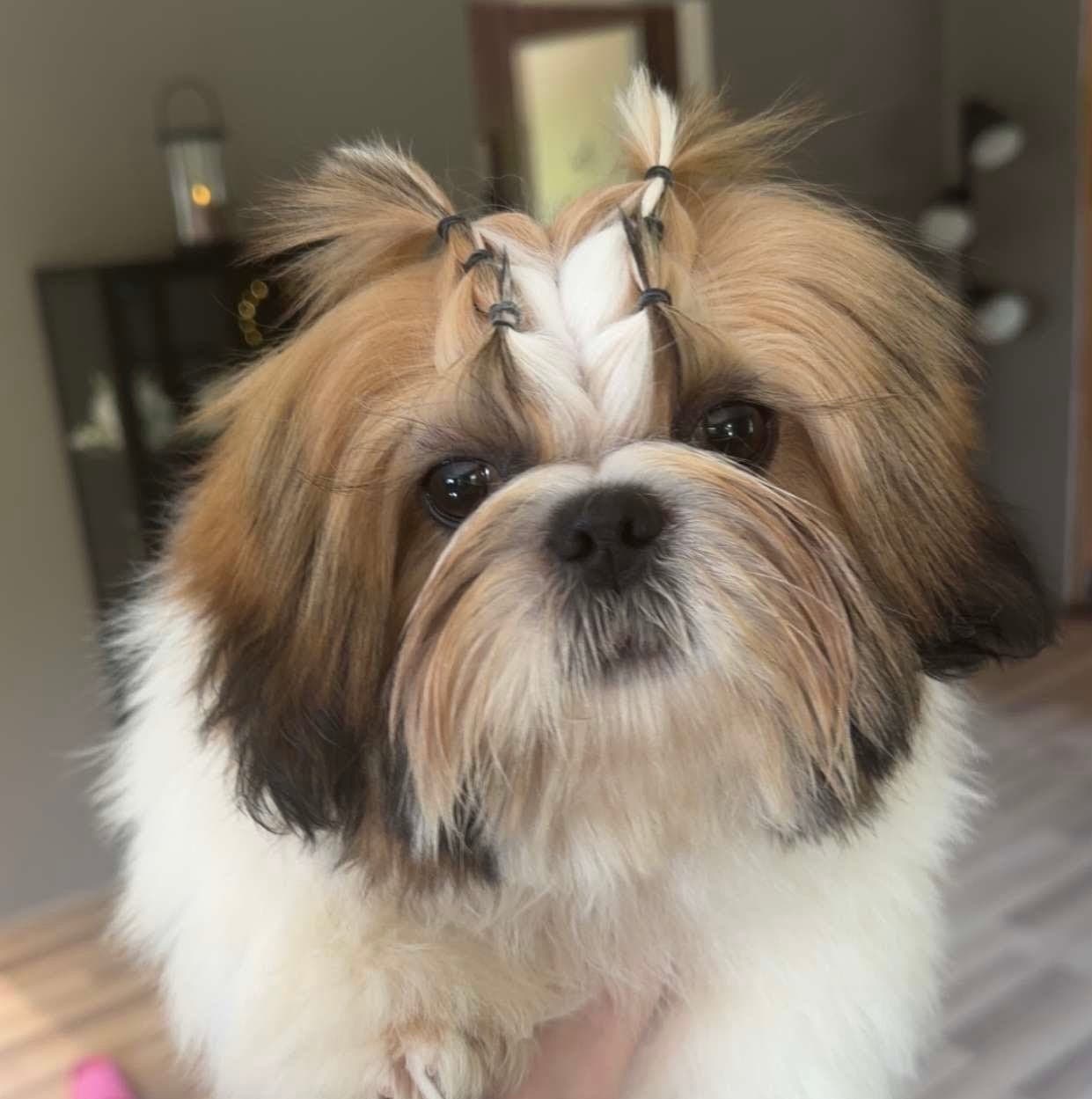 Shih tzu gutt