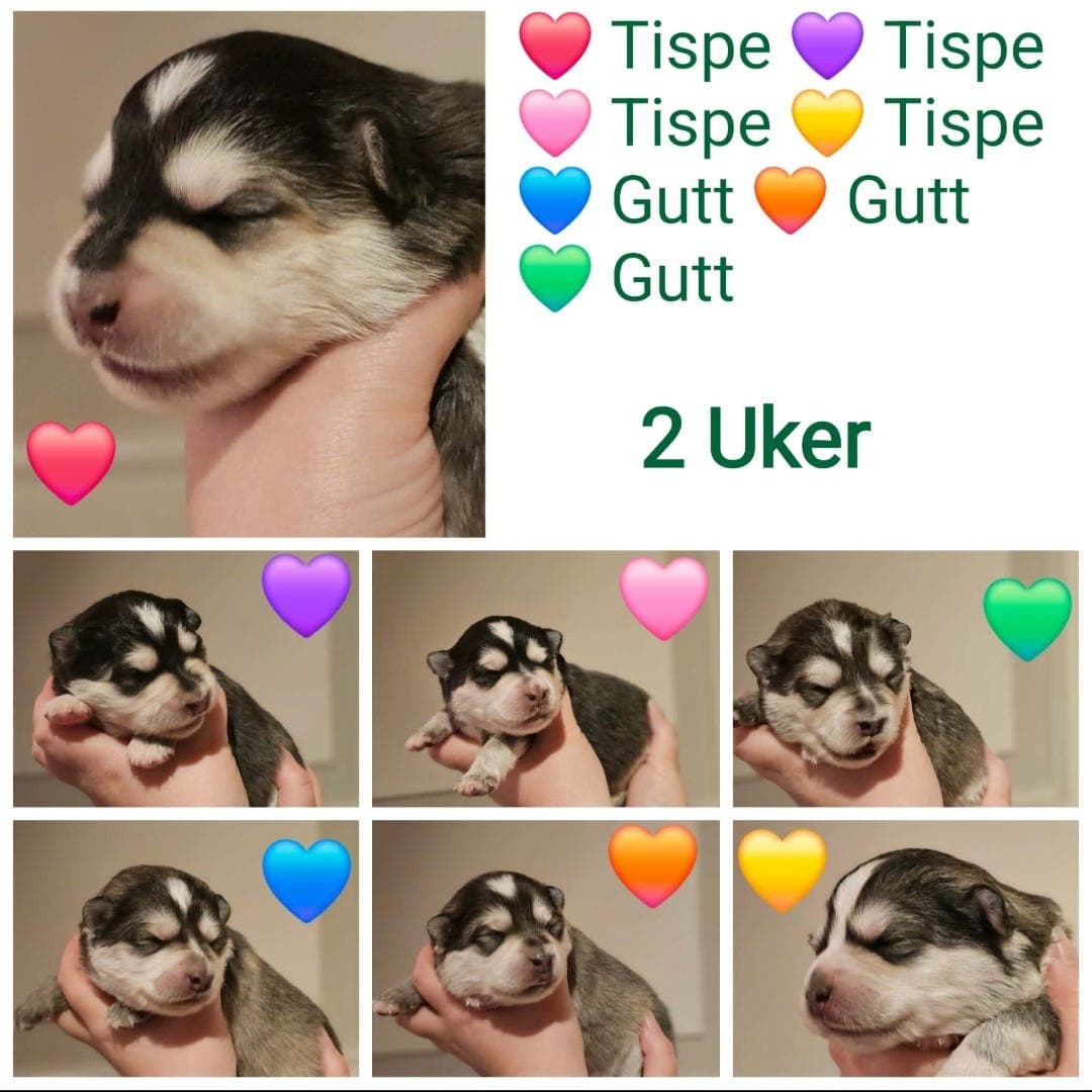 finsk lapphund valp ønsker fôrvert/deleie