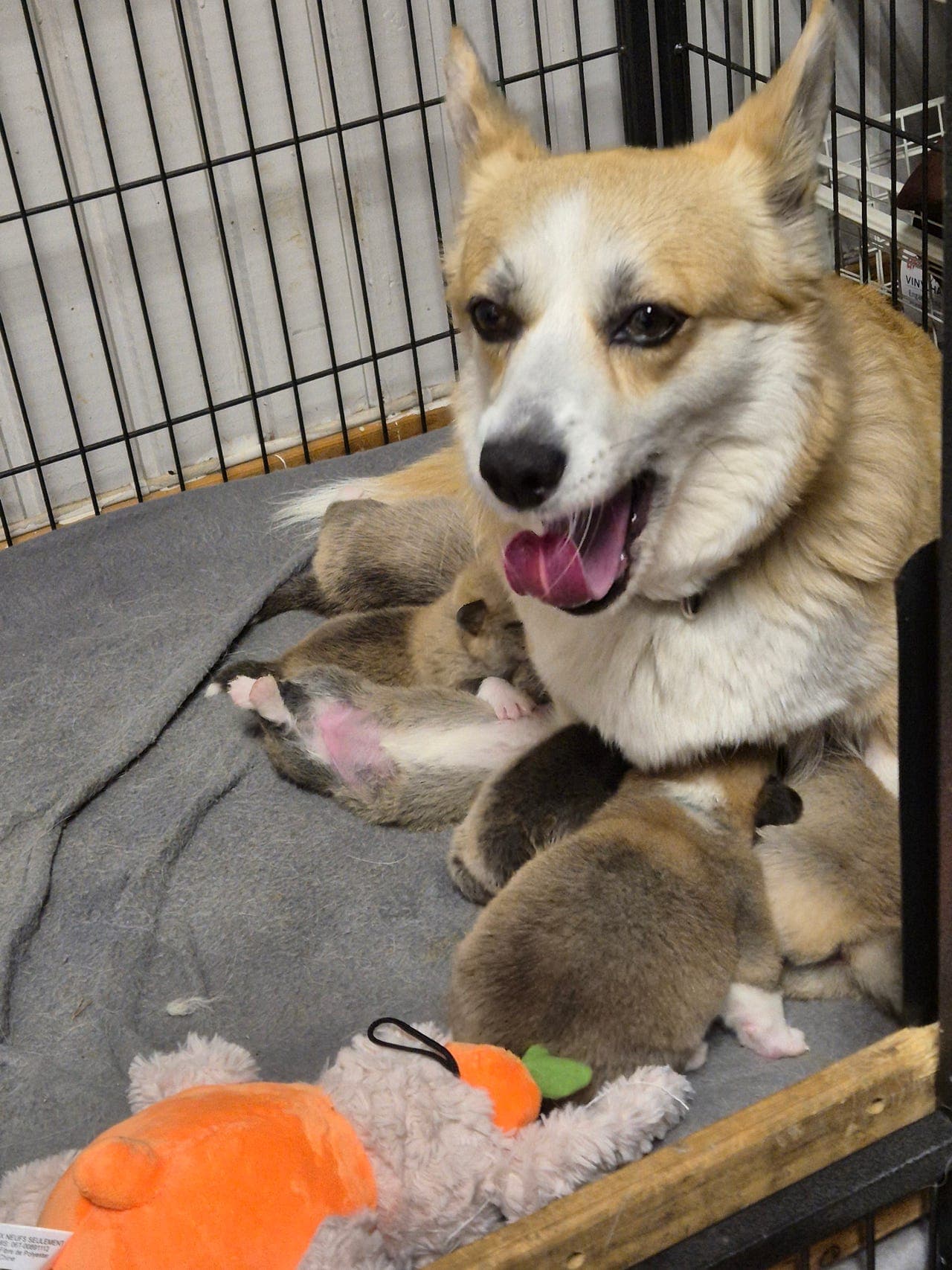 Welsh corgi pembroke valper