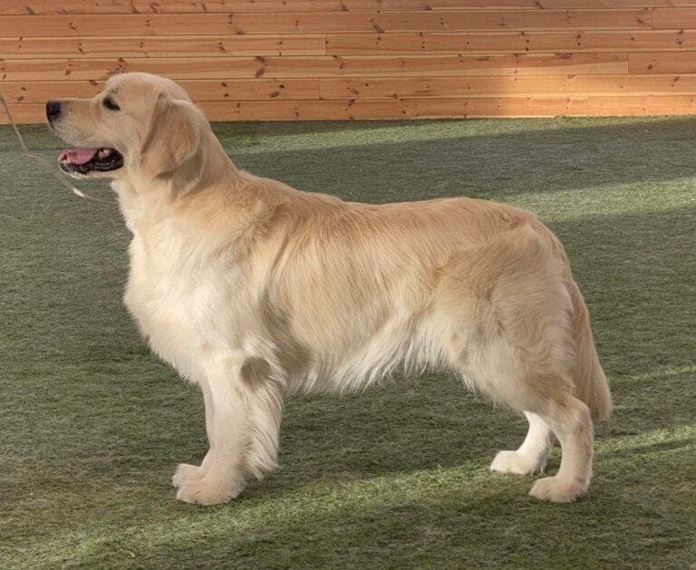 Golden retrievervalper fra Kennel Setertausa