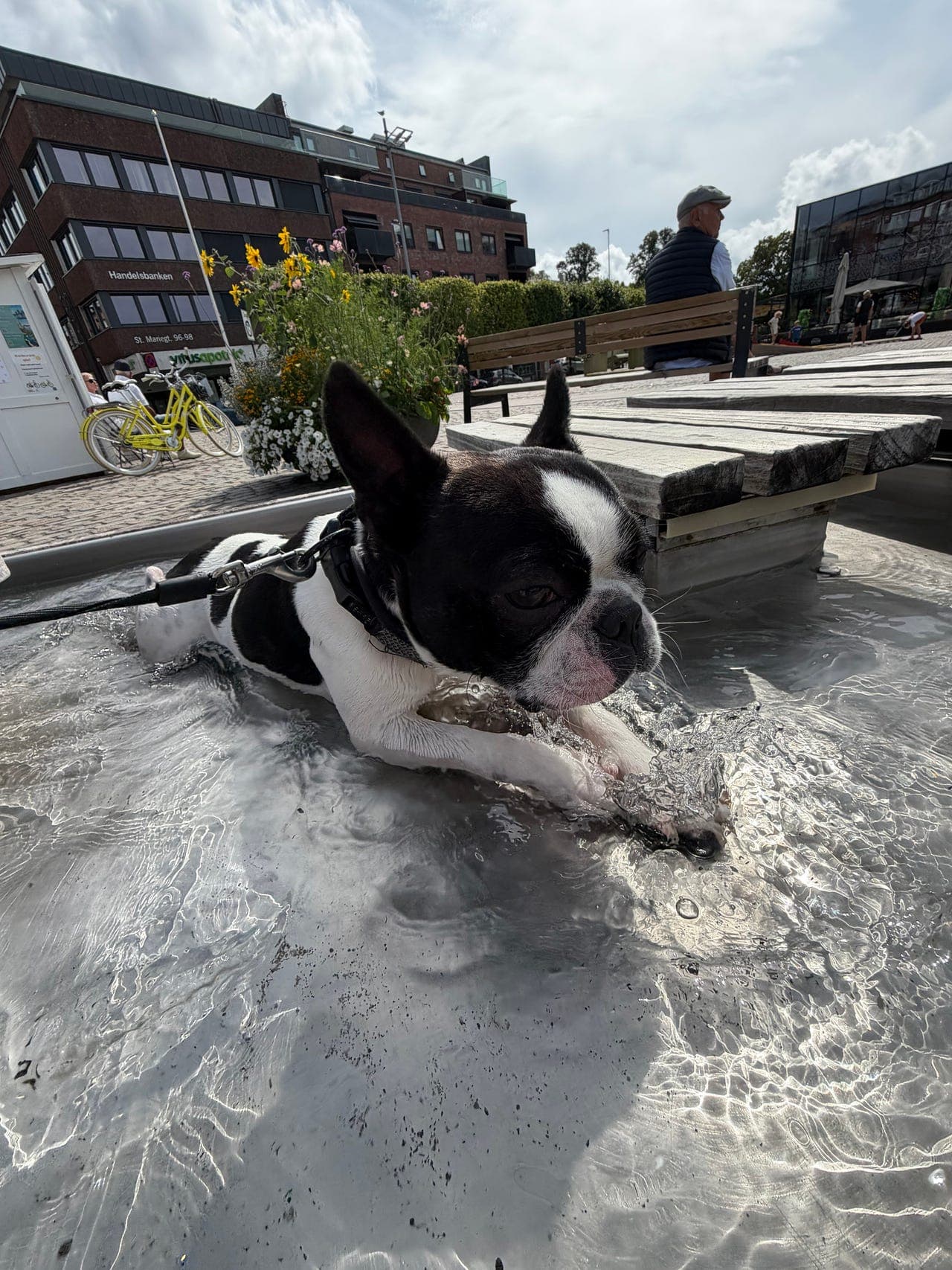 Hund vurderes solgt/omplassert