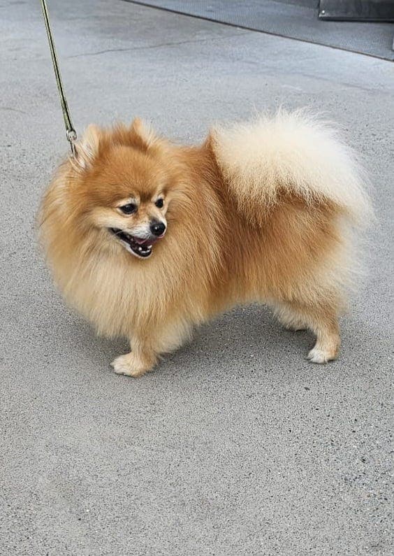 Renraset Pomeranian, men uten NKK-registrering.