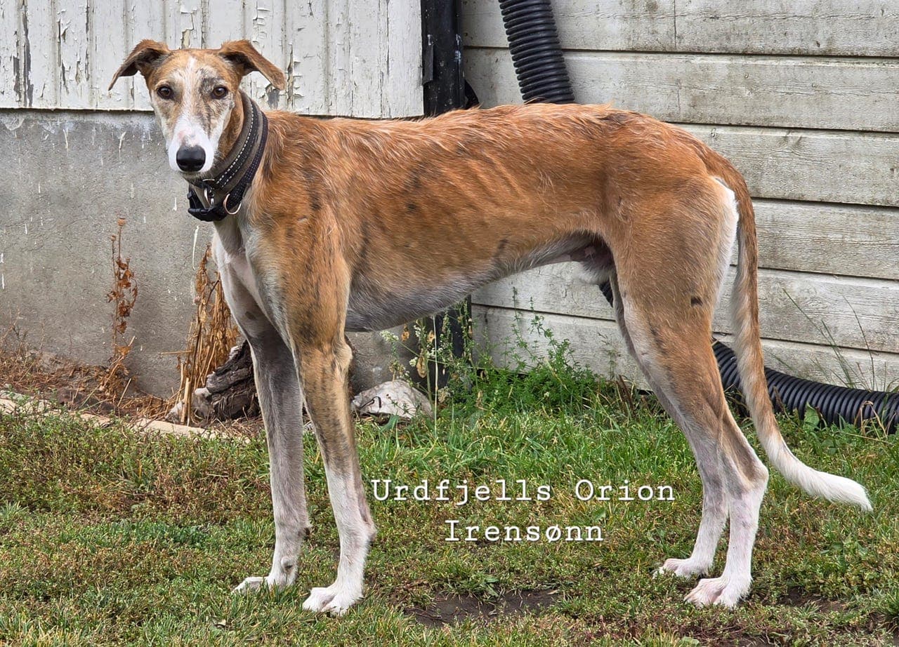 Spansk galgo - flotte unghunder