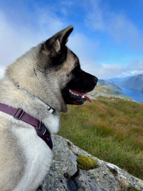 Amerikan akita