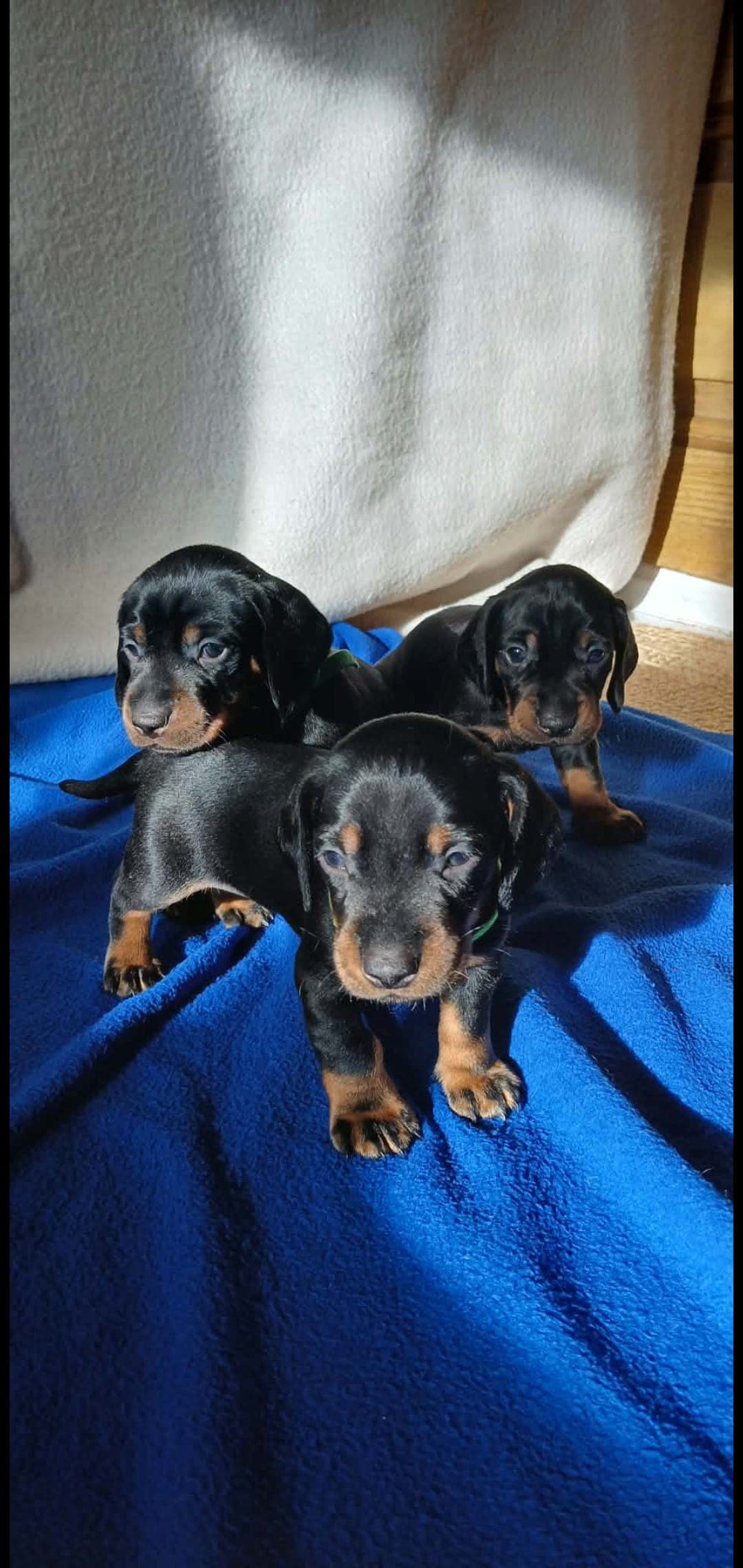 Dachshundvalper selges