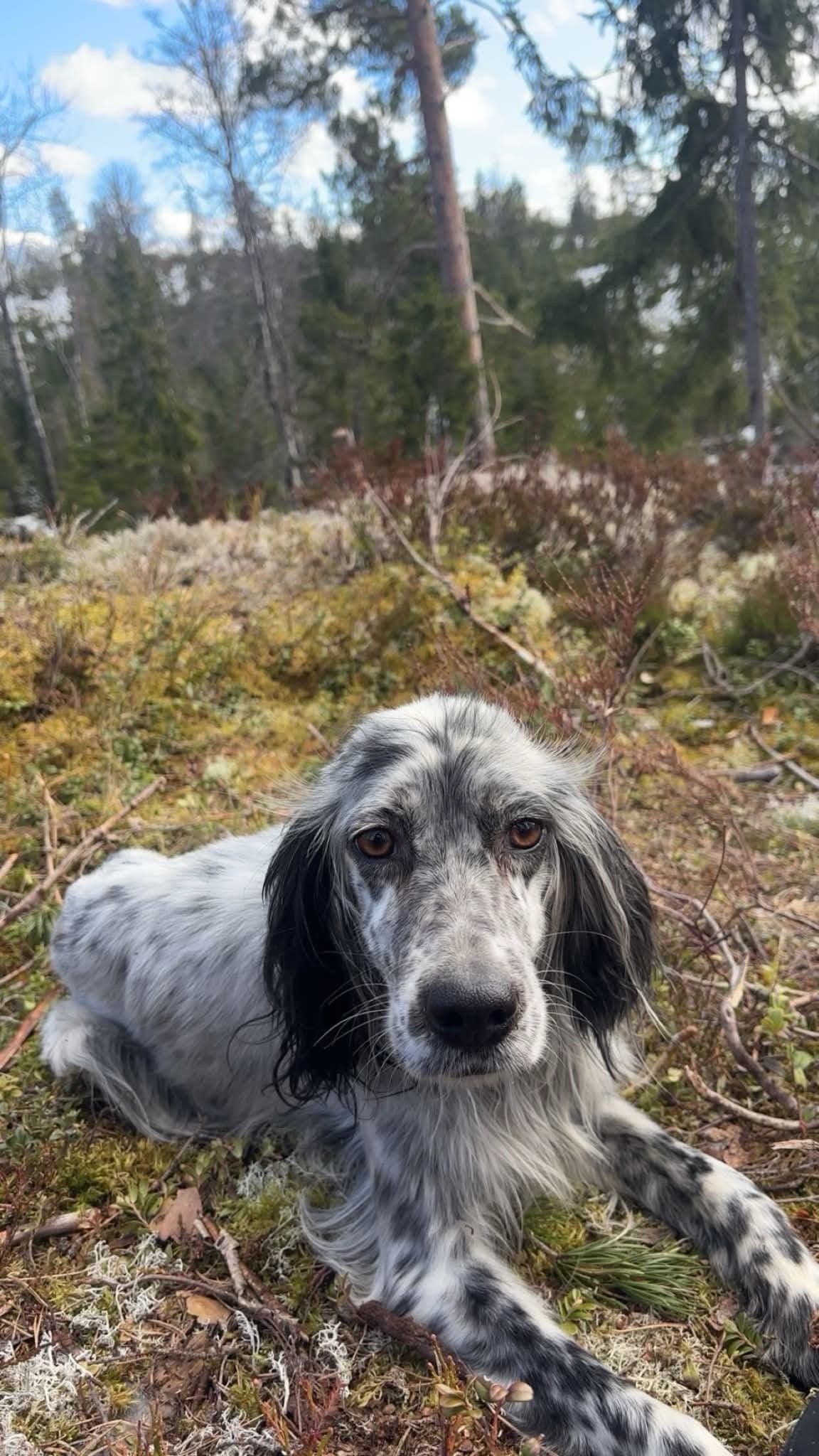 Engelsk setter tispe