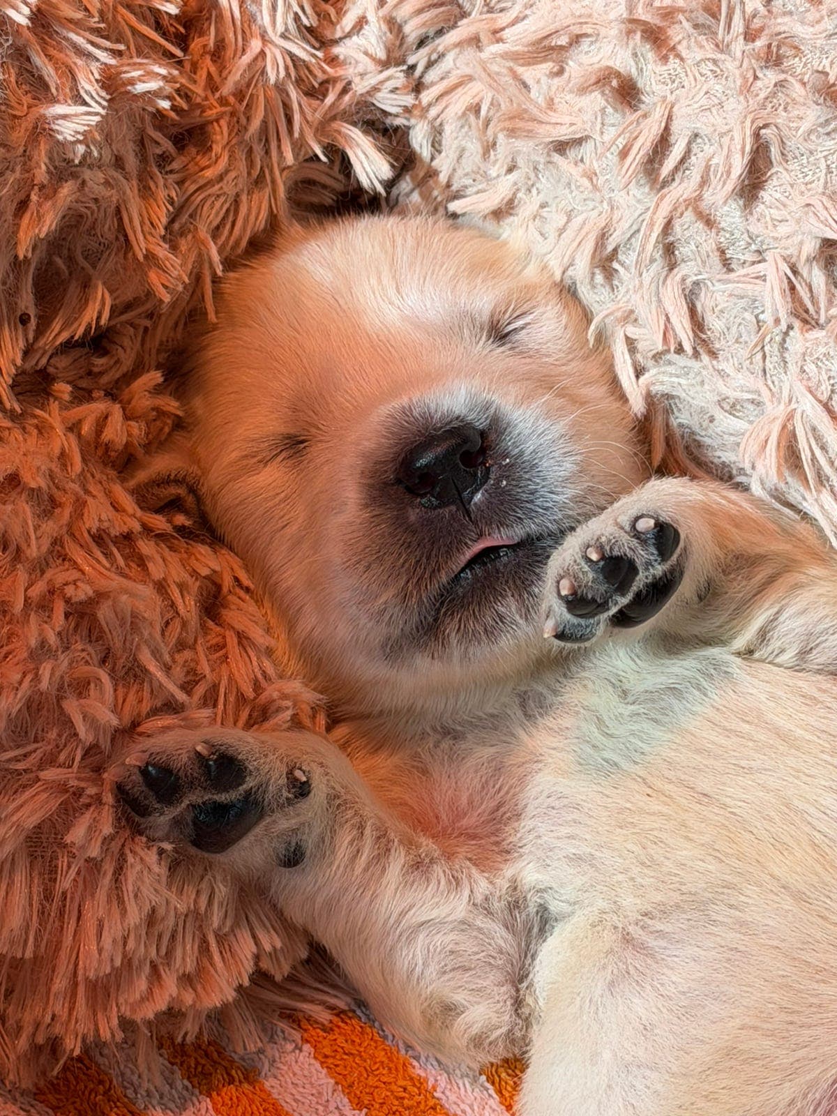 Golden Retriever valper søker kjærlige hjem.