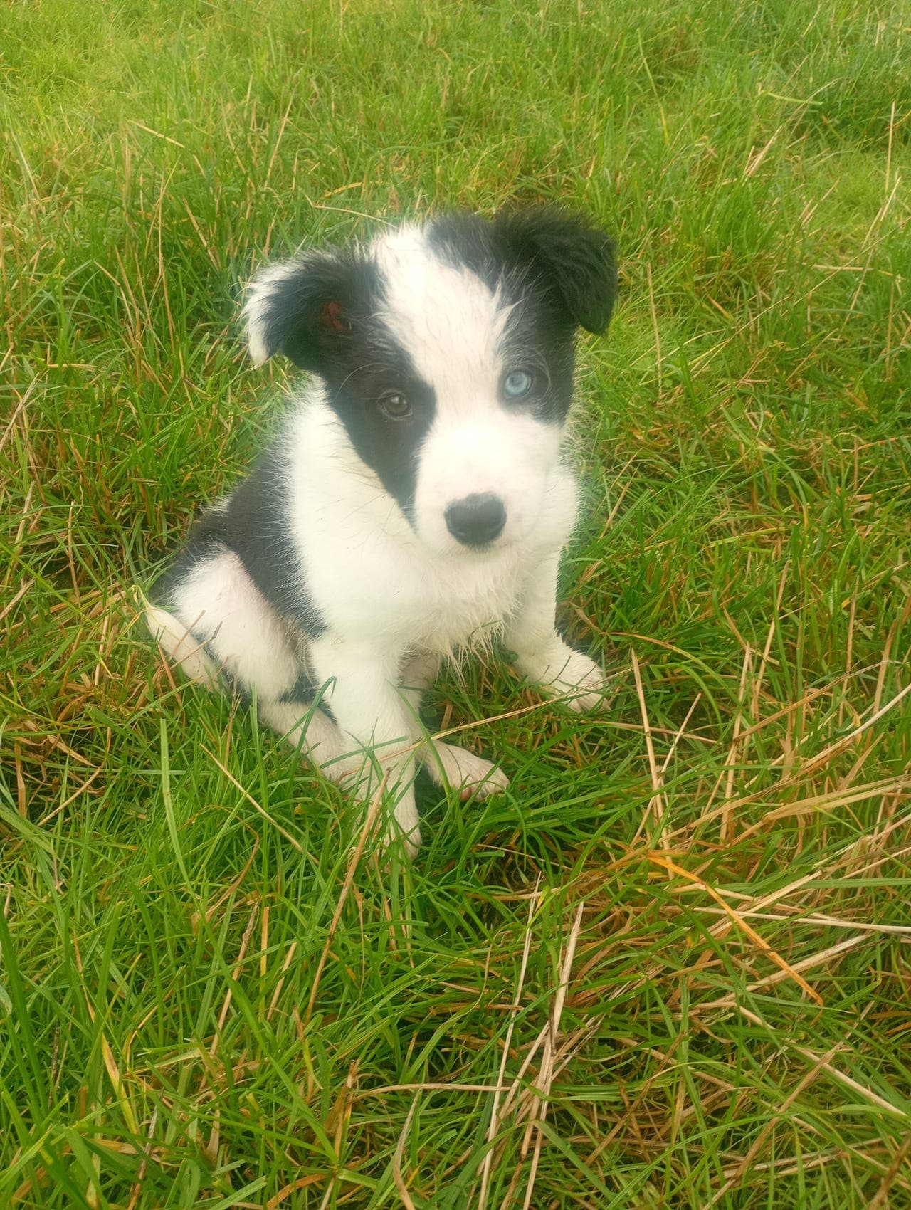 Border collie valper