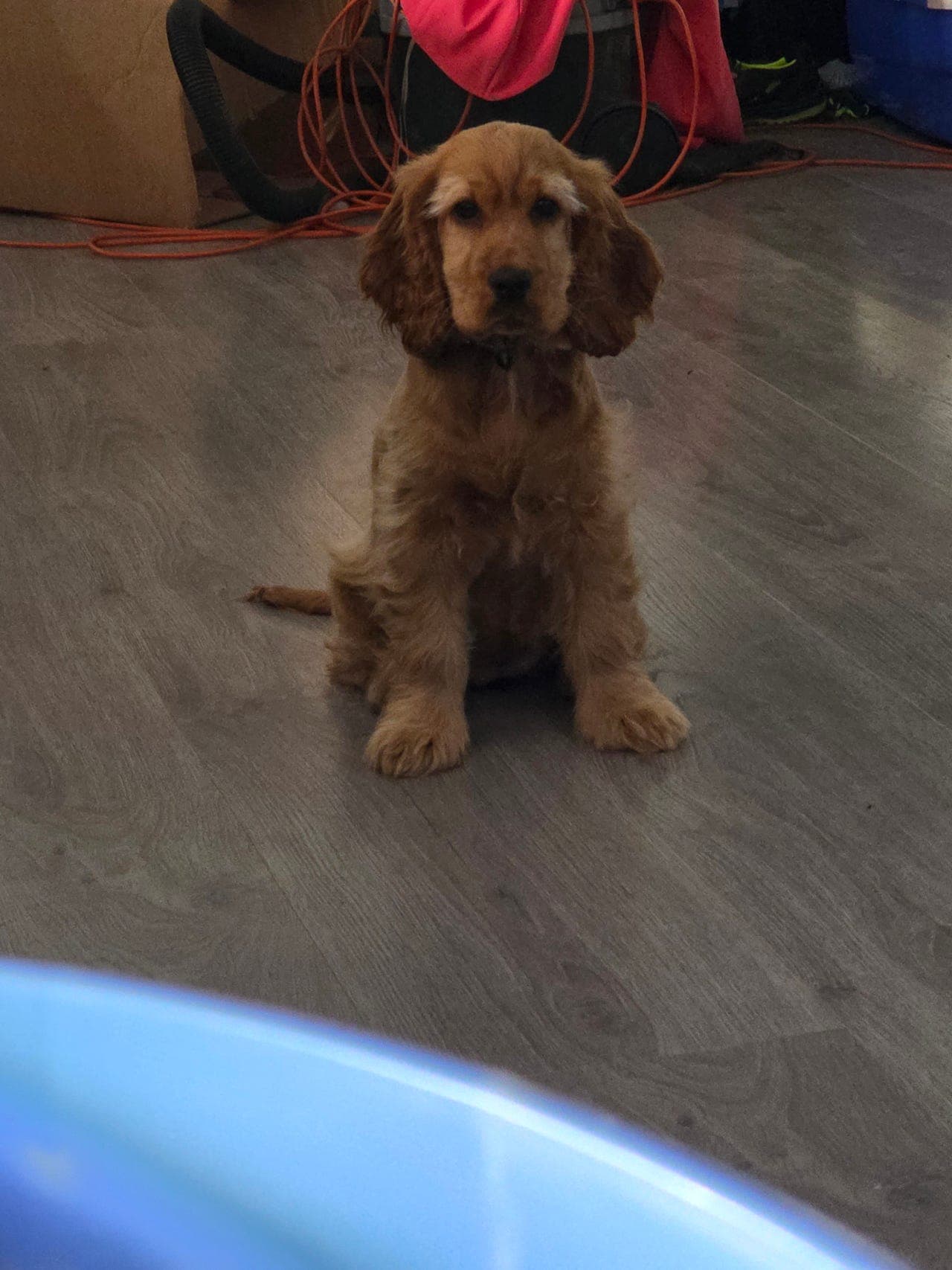 søtt engelsk cocer Spaniel tispe