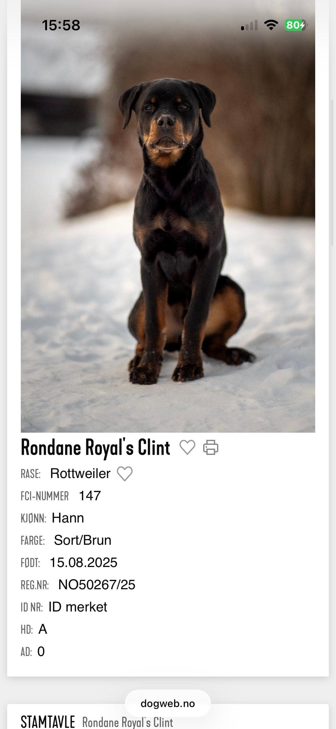 Rottweiler hanhund omplasseres
