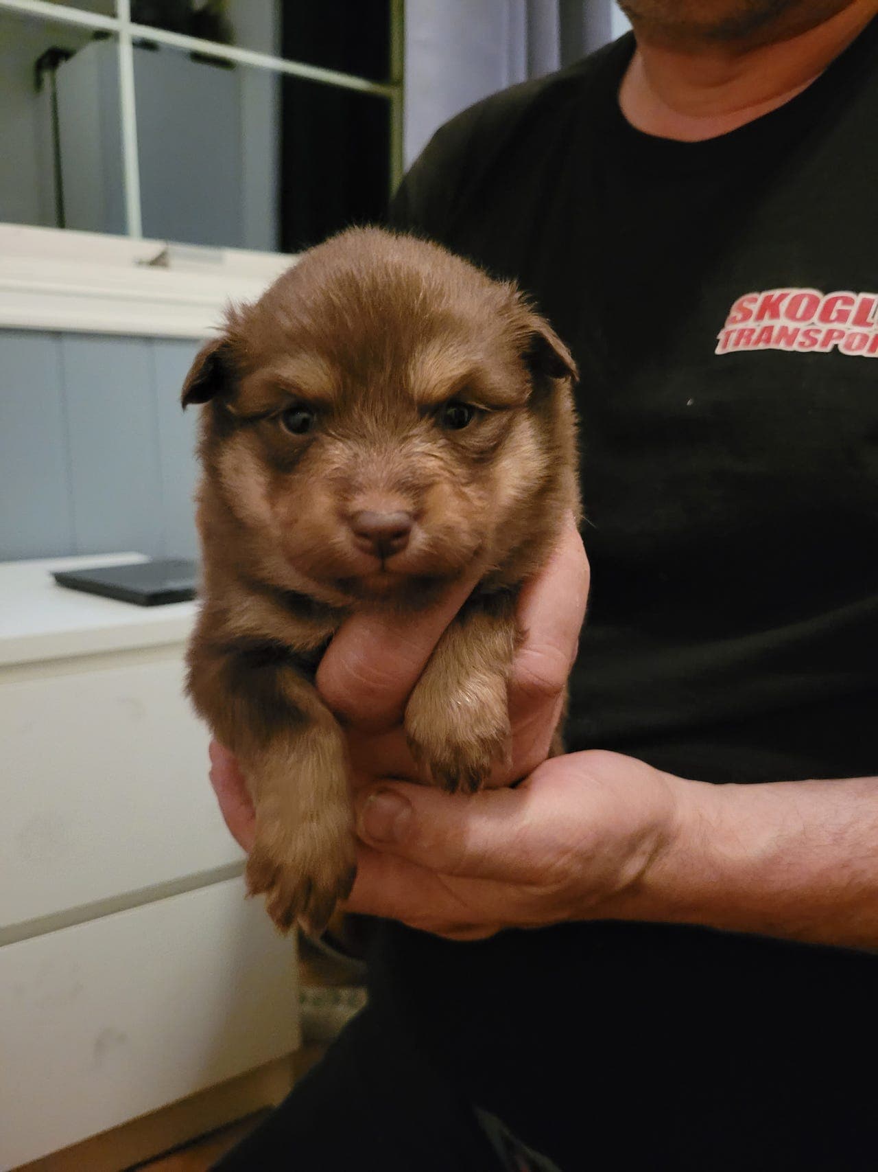 Finsk lapphundvalper.