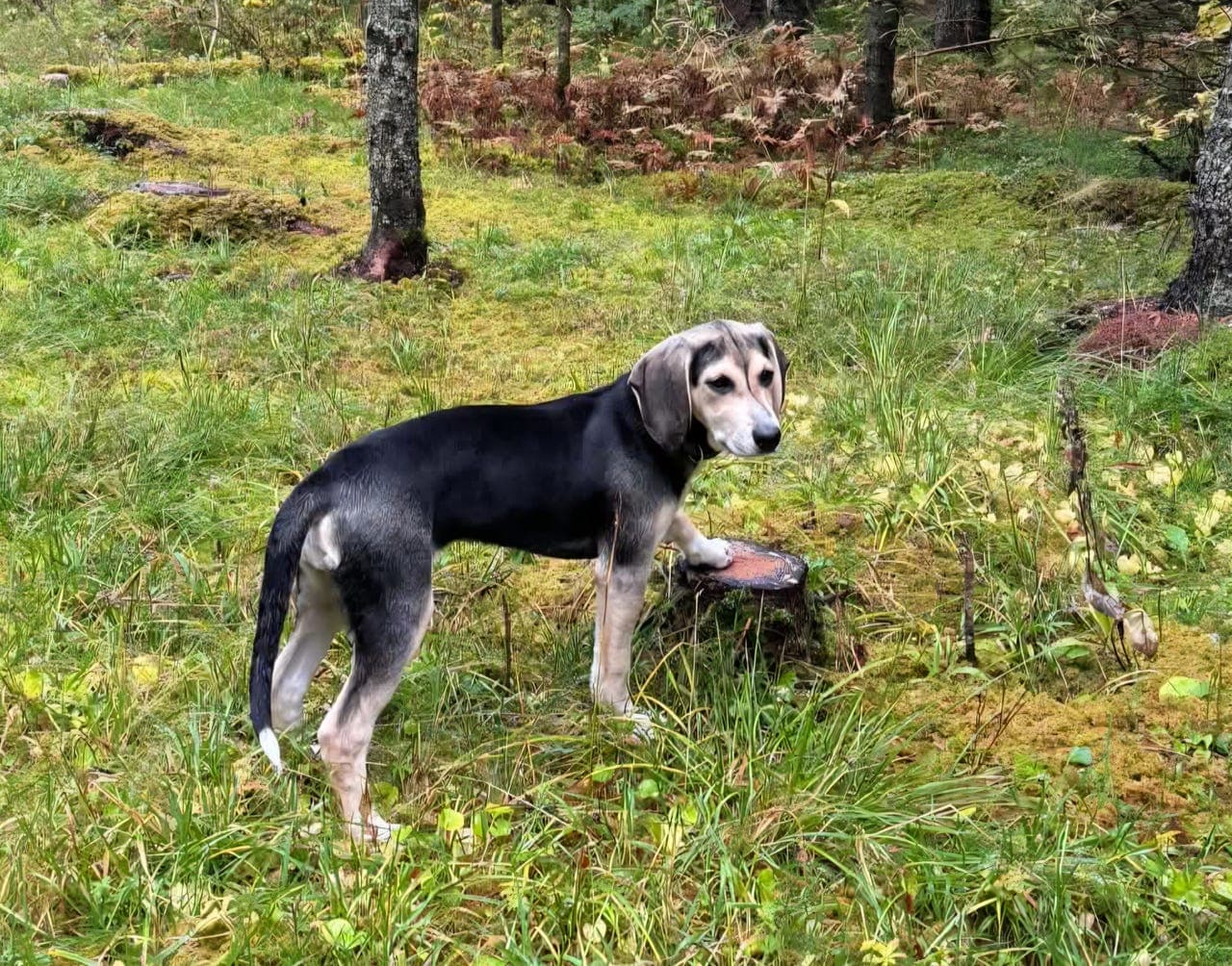 Dunkervalper til salgs