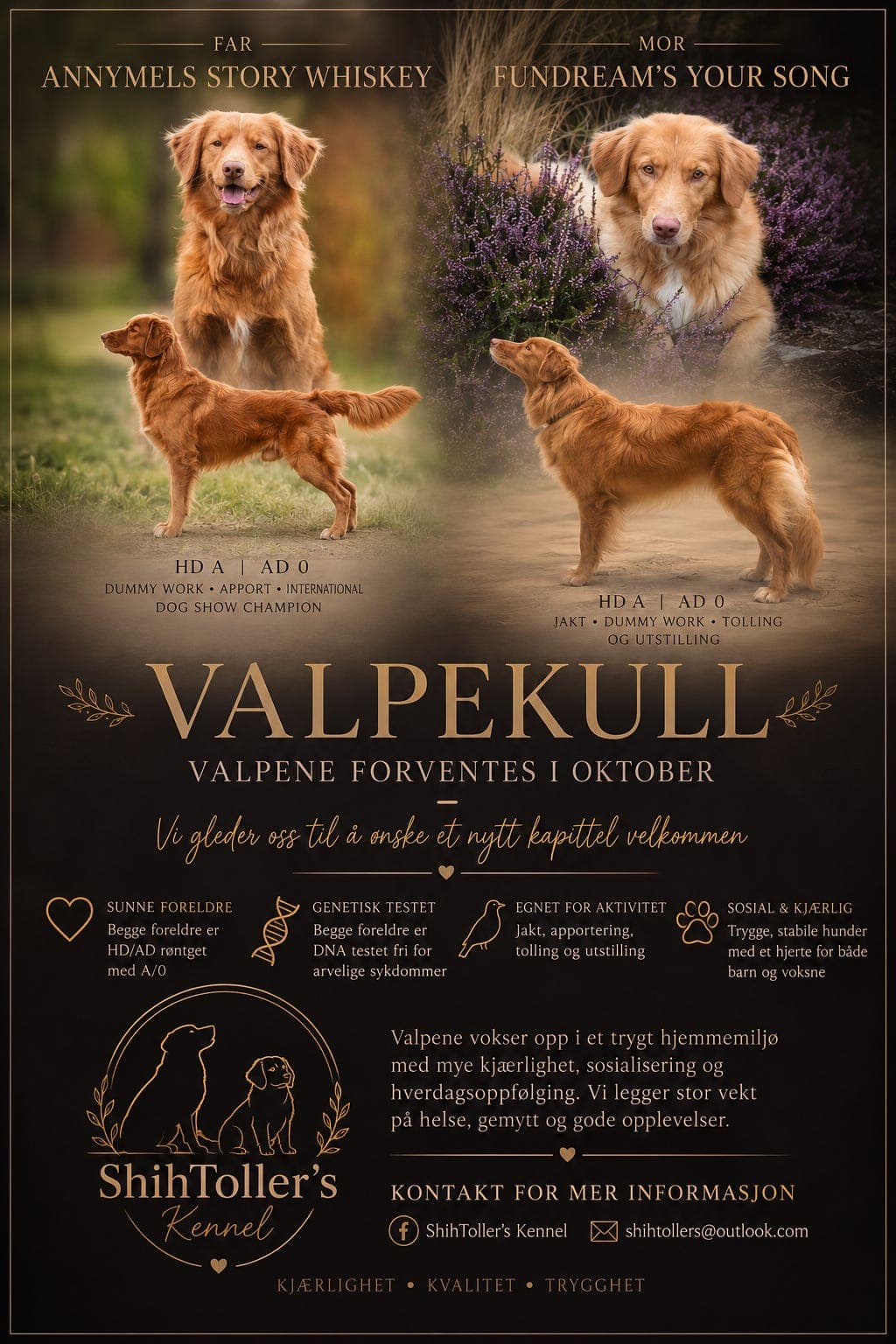 🐾TOLLER VALPER🐾