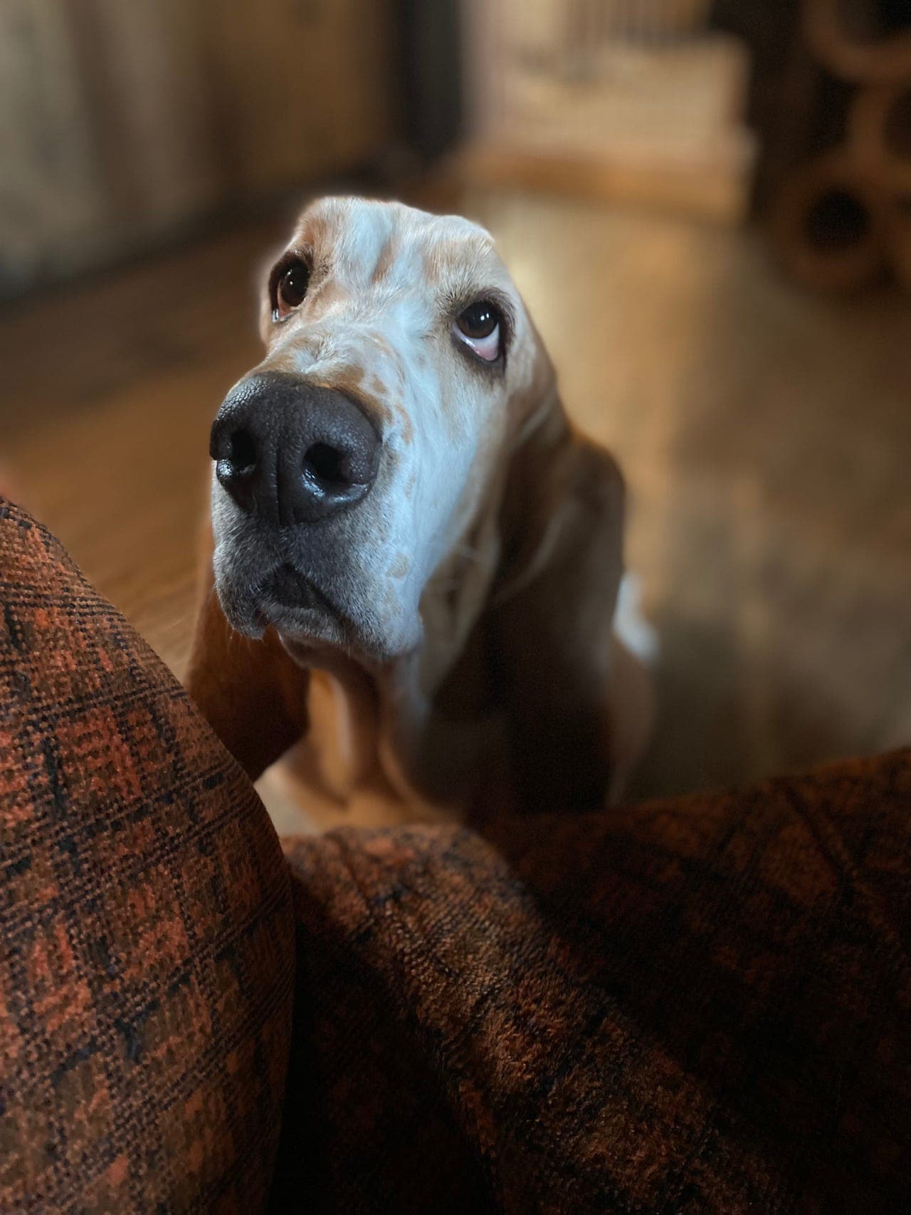Basset hound valper