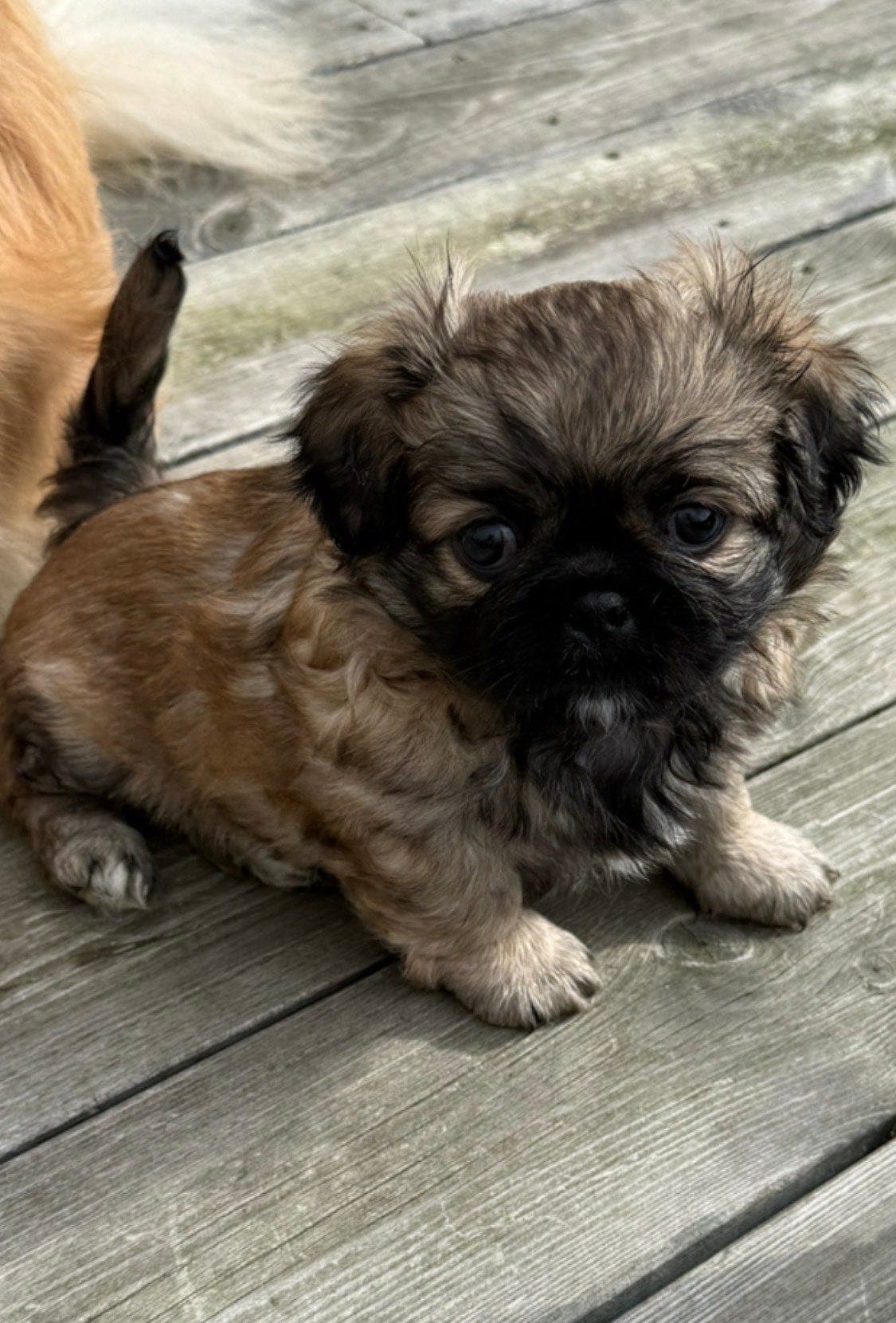 pekingeser valper